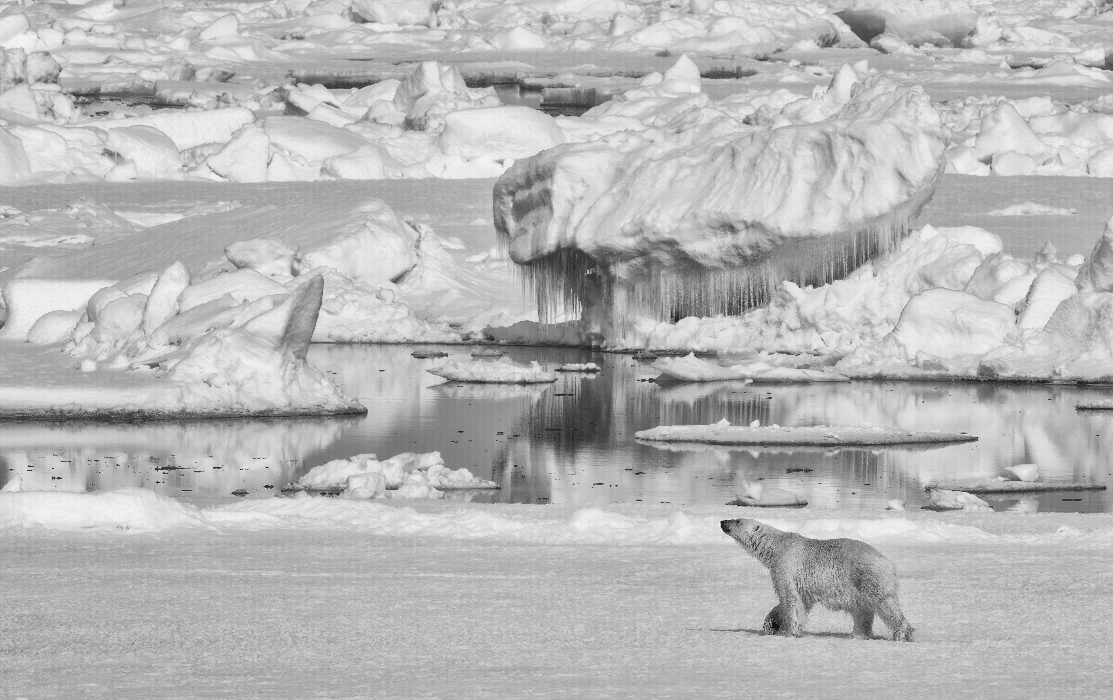 140600画像をダウンロードホッキョクグマ, 動物, 氷, くま, 熊, プレデター, 捕食者, bw, chb, 北極熊-壁紙とスクリーンセーバーを無料で