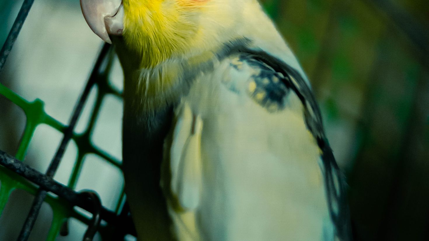 Computer Wallpaper Parrot Cockatiel