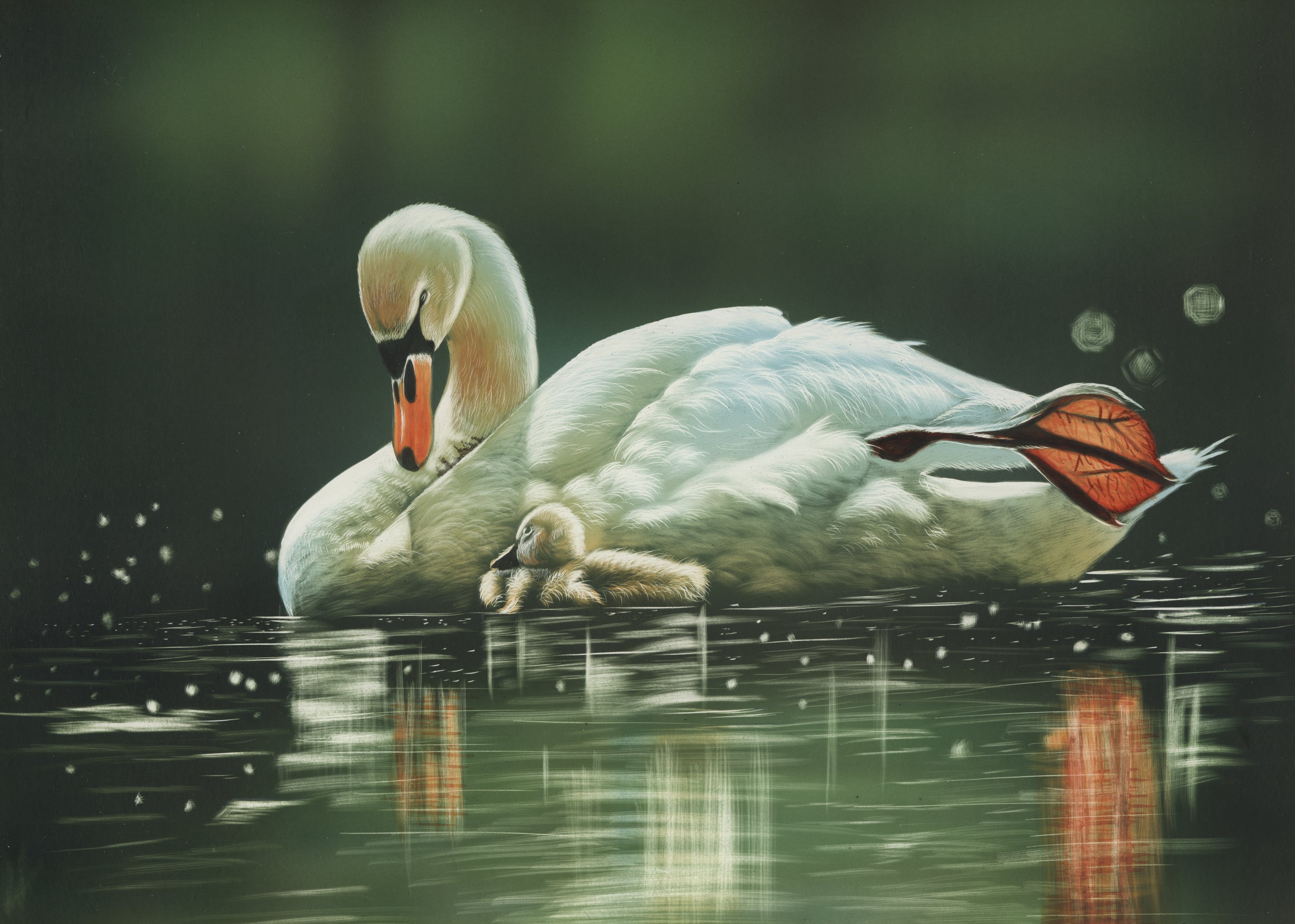 Download mobile wallpaper Birds, Water, Bird, Animal, Painting, Swan, Cygnet for free.