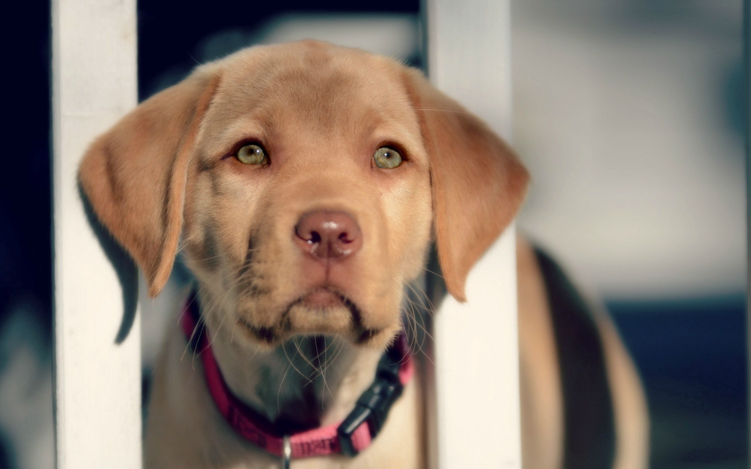 animals, muzzle, sight, opinion, puppy, retriever, labrador wallpapers for tablet