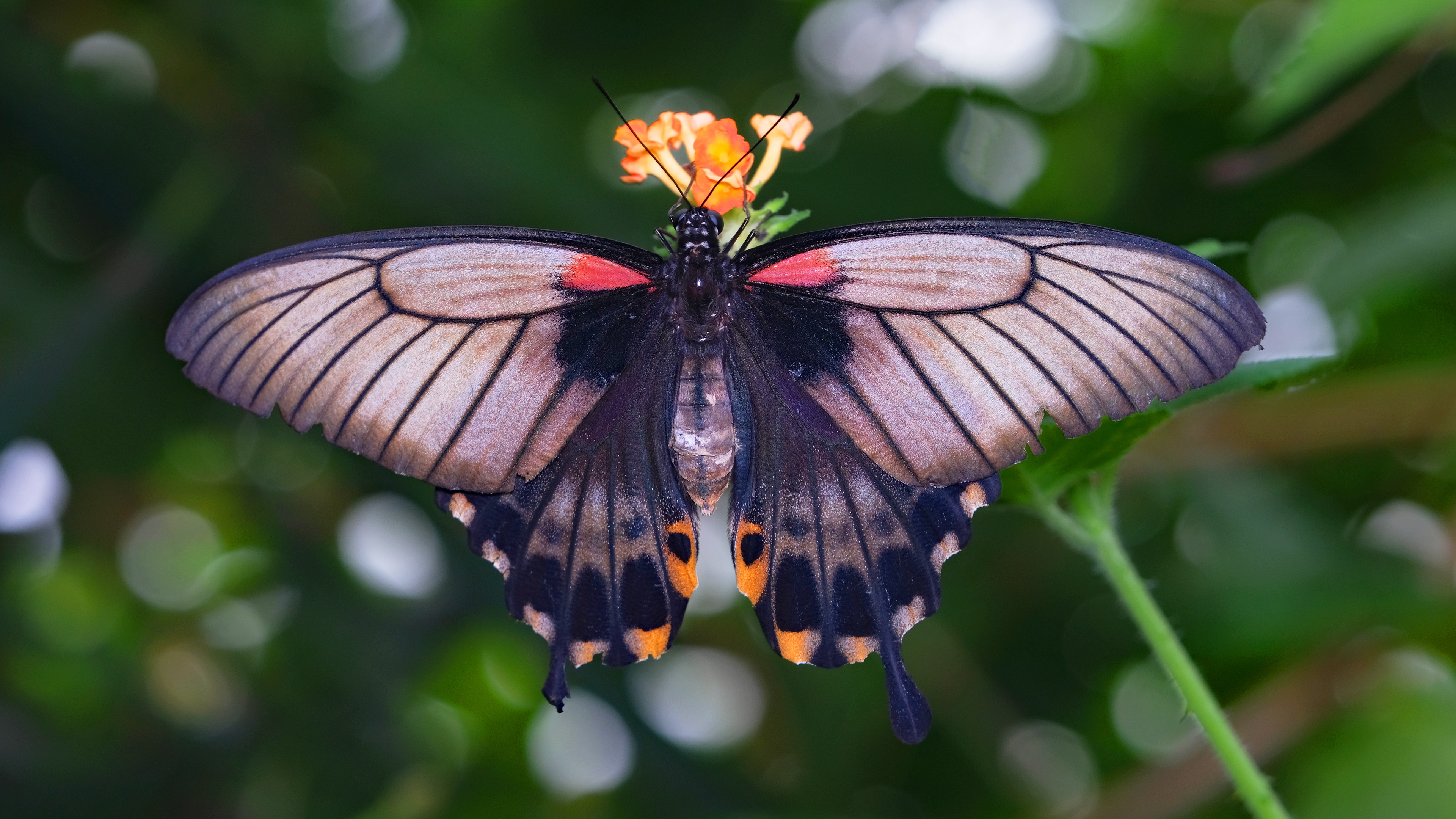 Бабочка омурасаки