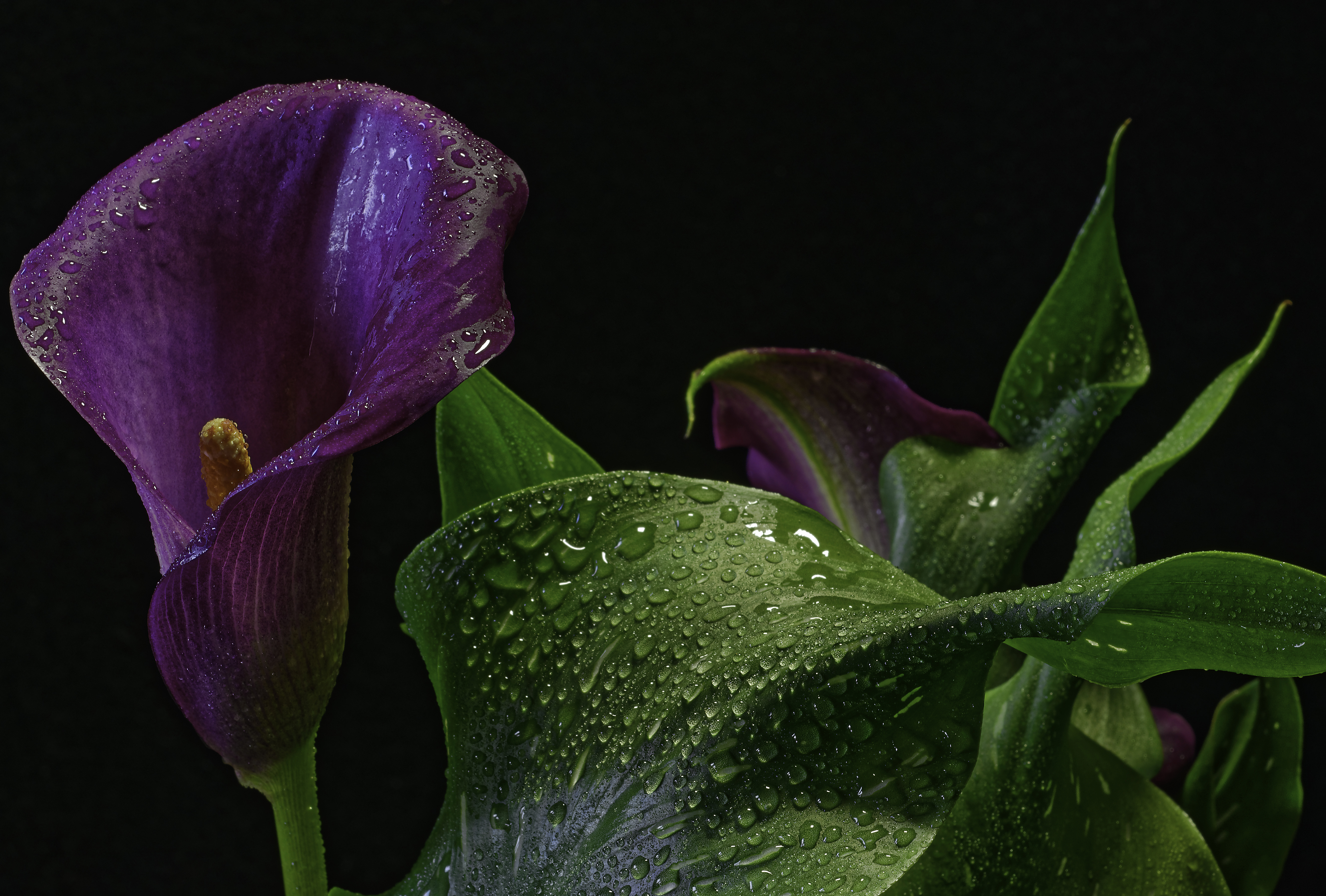 earth, calla lily, close up, flower, nature, purple flower, water drop, flowers wallpapers for tablet