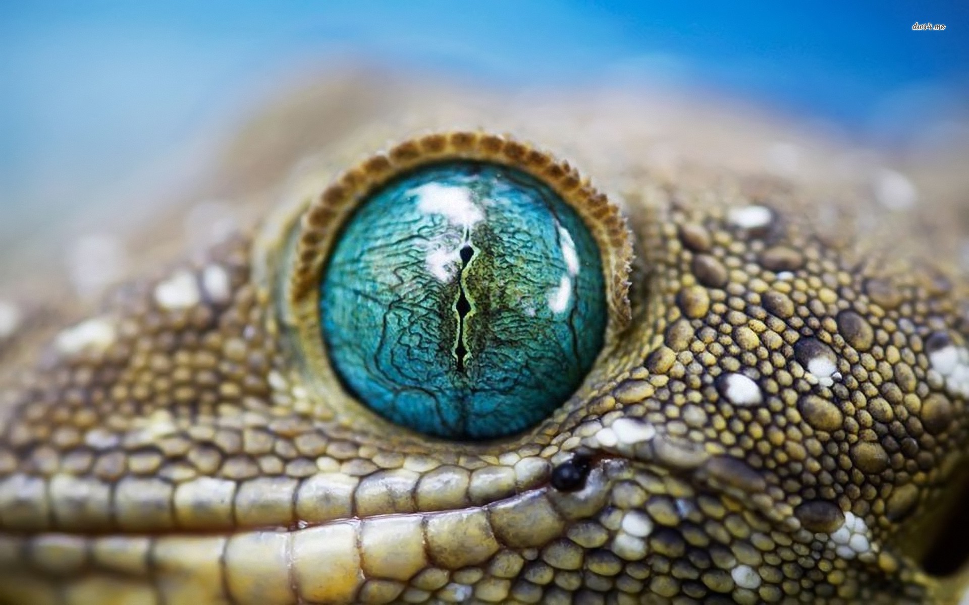Download mobile wallpaper Gecko, Lizard, Reptiles, Animal for free.