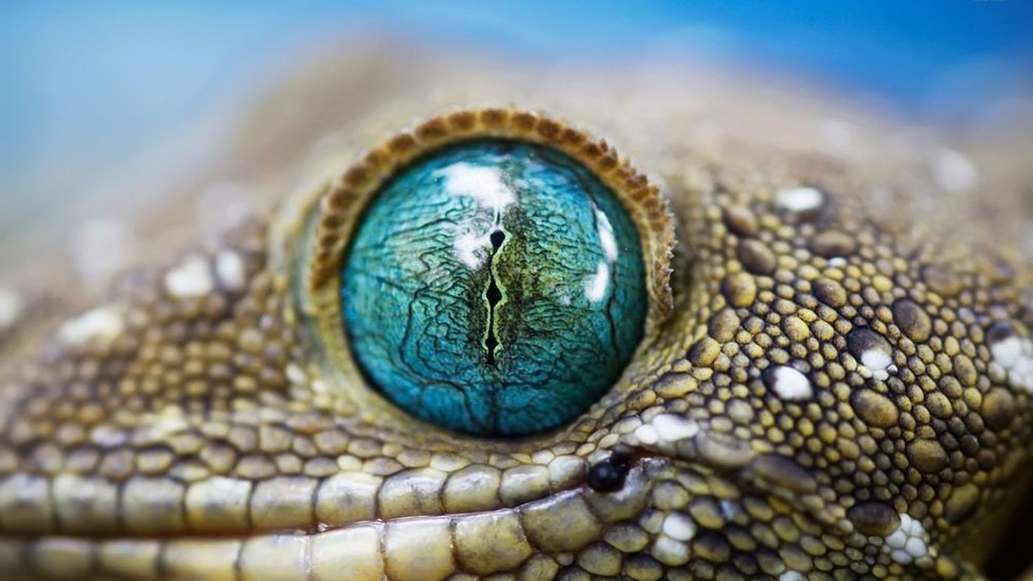 Век у ящерицы. Геккон Смита. Глаз рептилии. Змеиные глаза. Глаз крокодила.