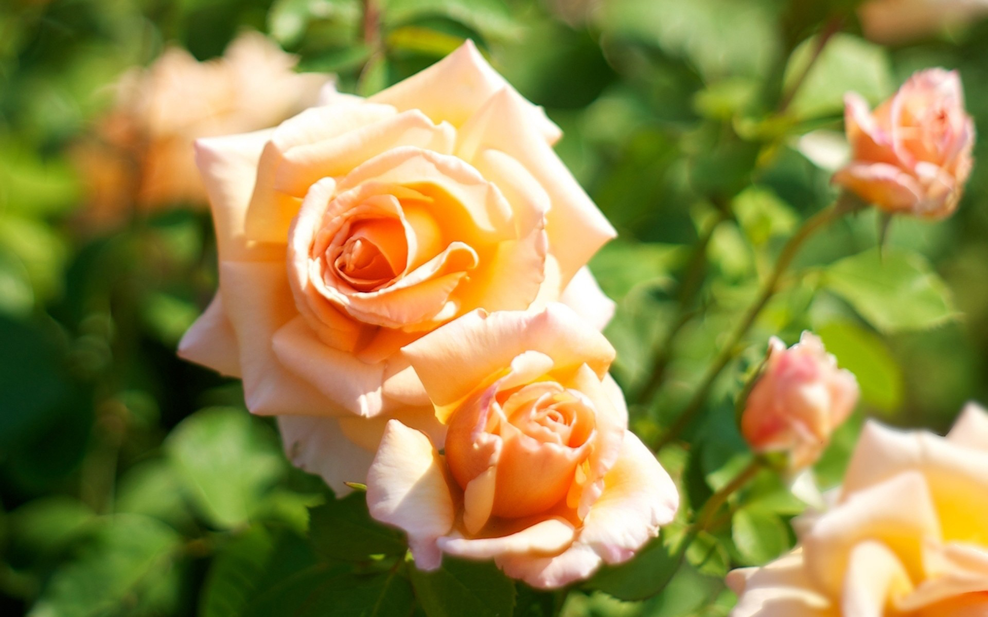 Красивые Чайные Розы