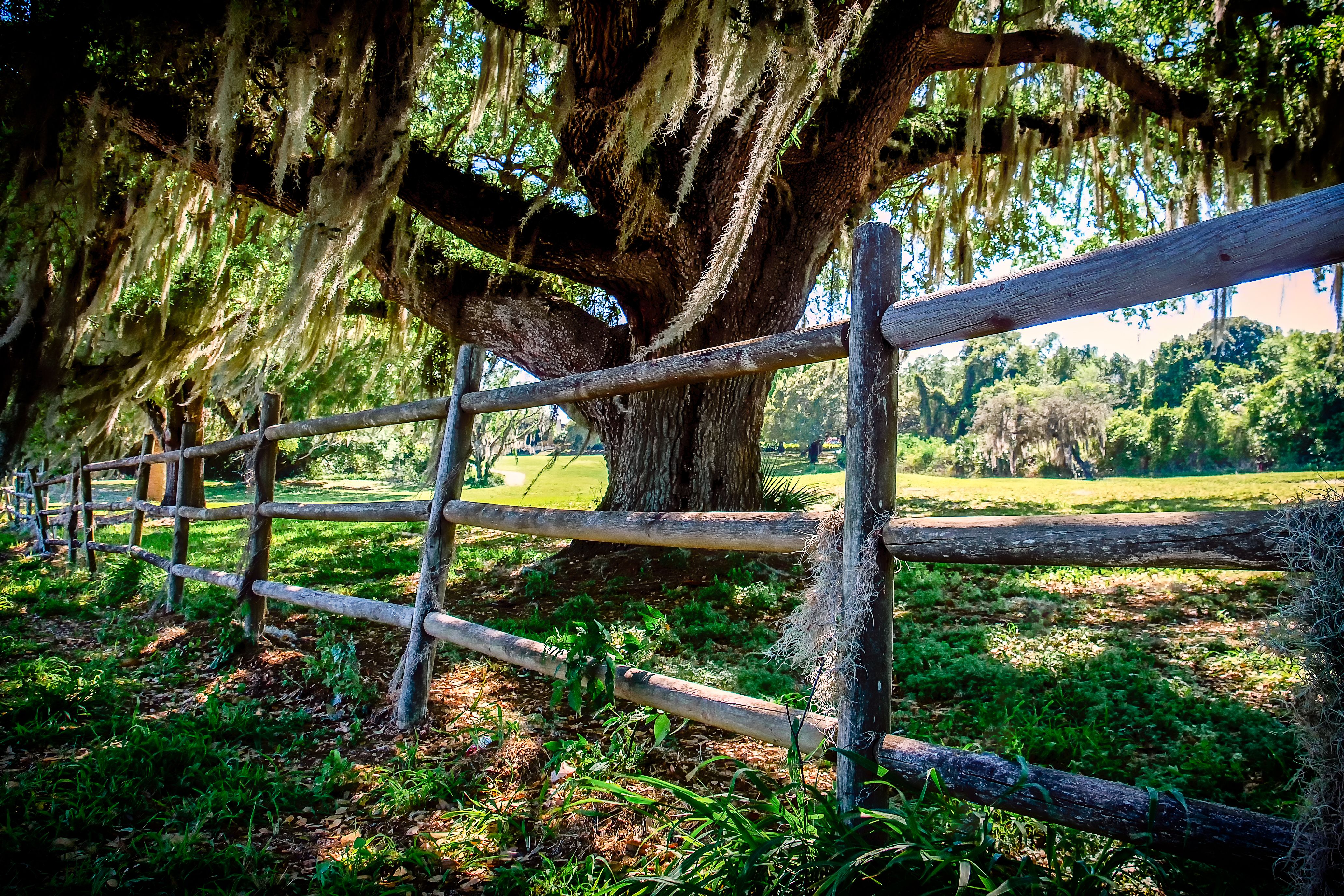 man made, fence, nature, oak, tree for android
