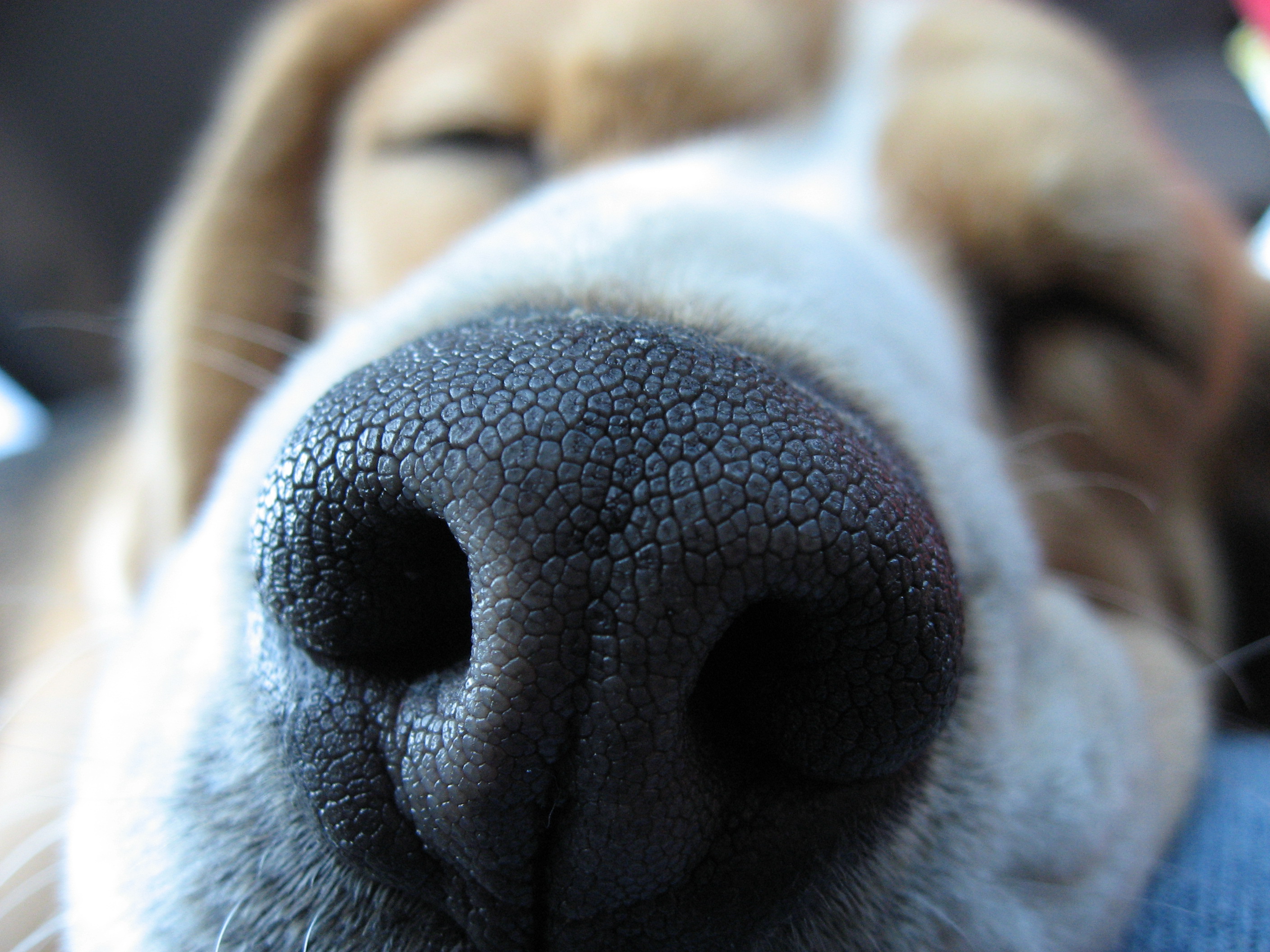 dogs, muzzle, animal, beagle, close up Phone Background