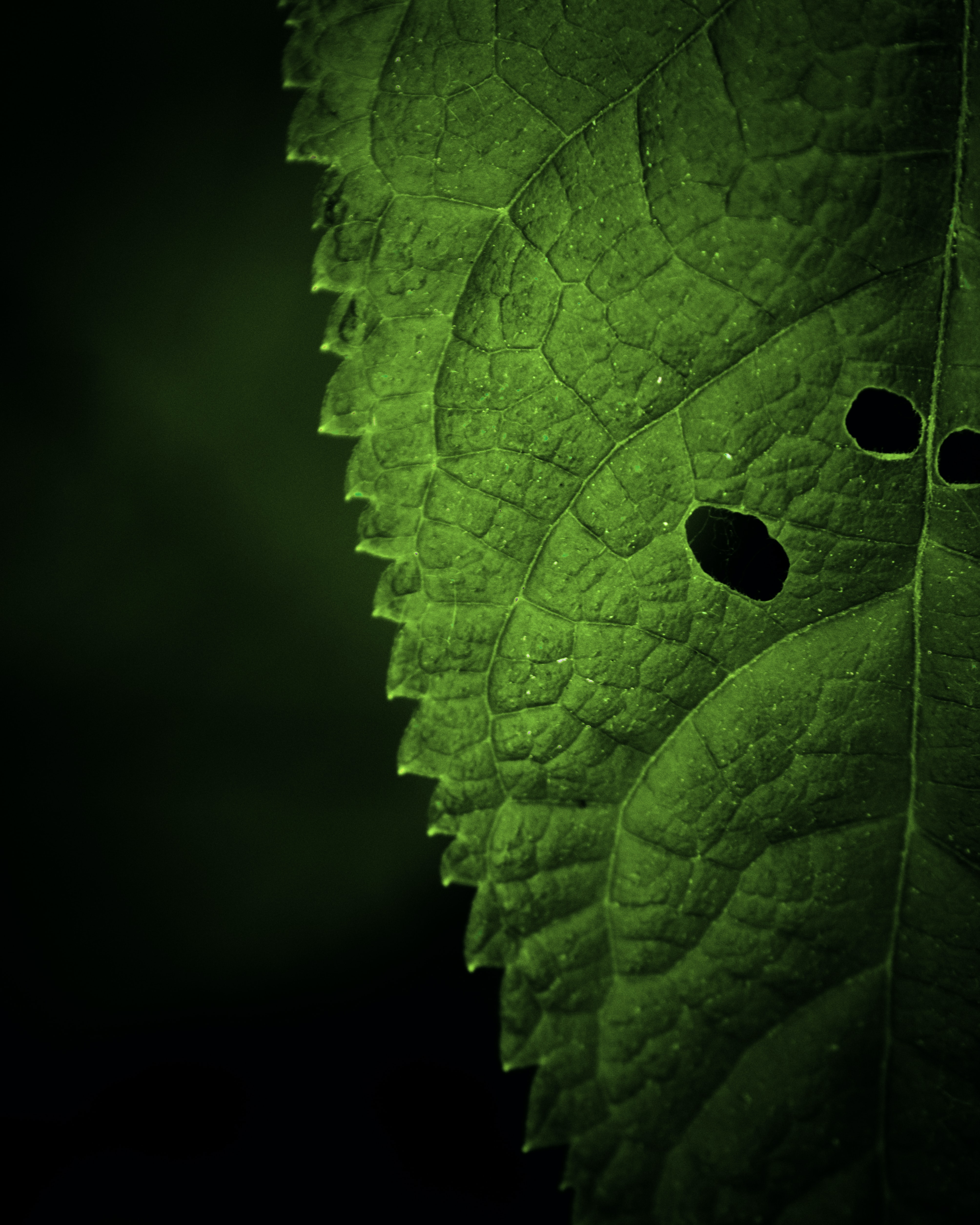 sheet, macro, leaf, focus, veins images