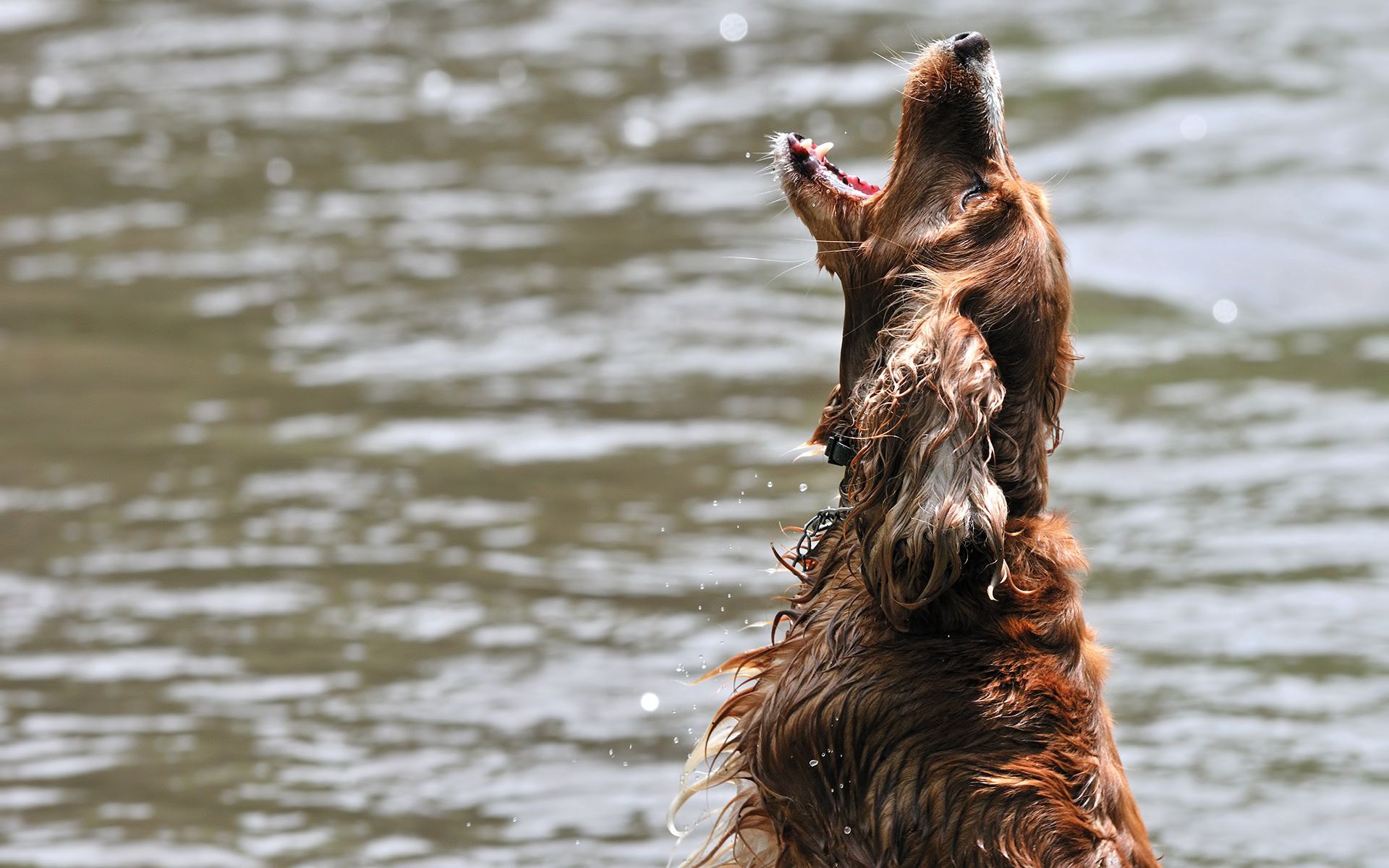 animals, water, dog, wet, playful, bounce, jump, open mouth
