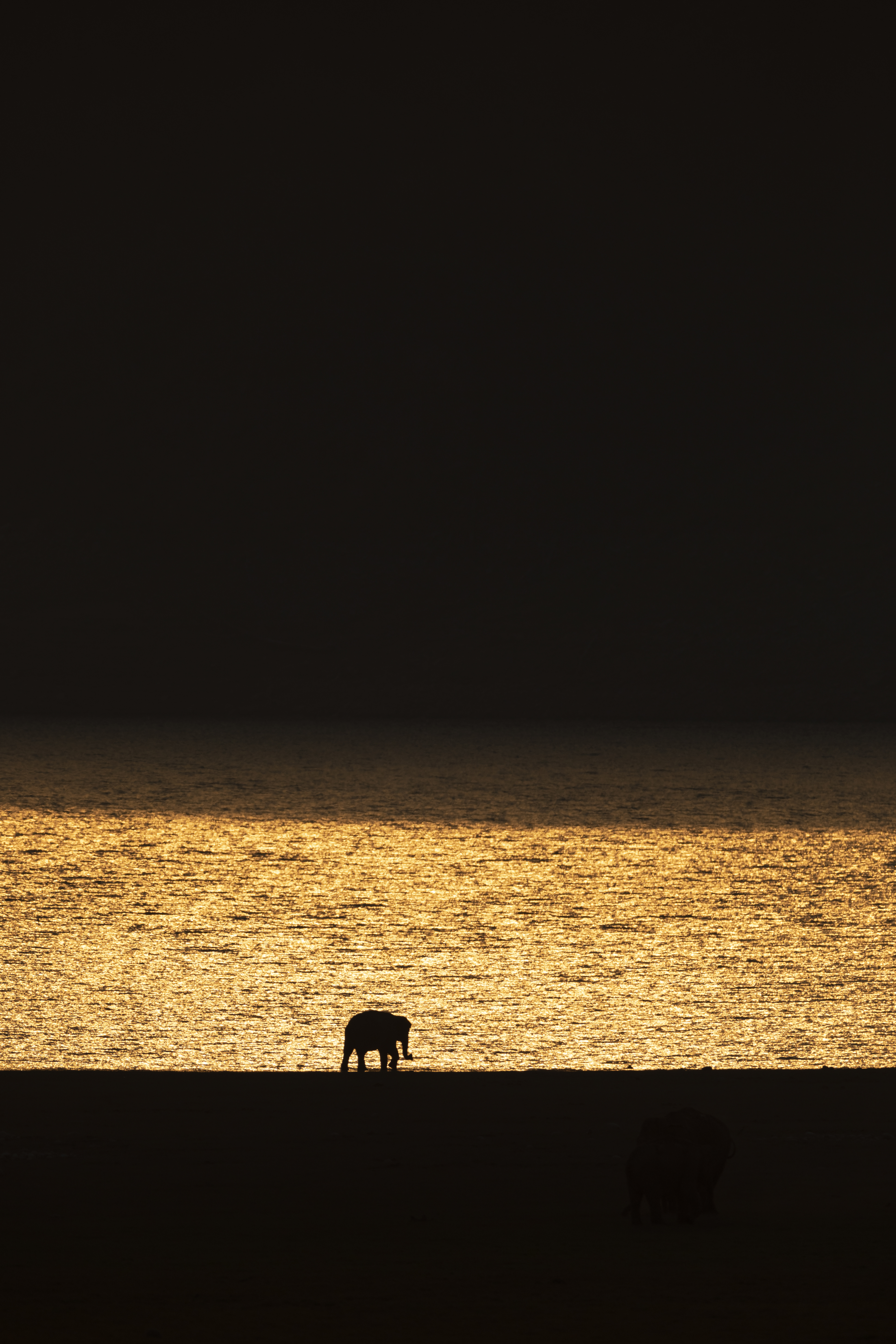 Handy-Wallpaper Das Schwarze, Sunset, Silhouette, Dunkel, Elefanten, Elefant kostenlos herunterladen.