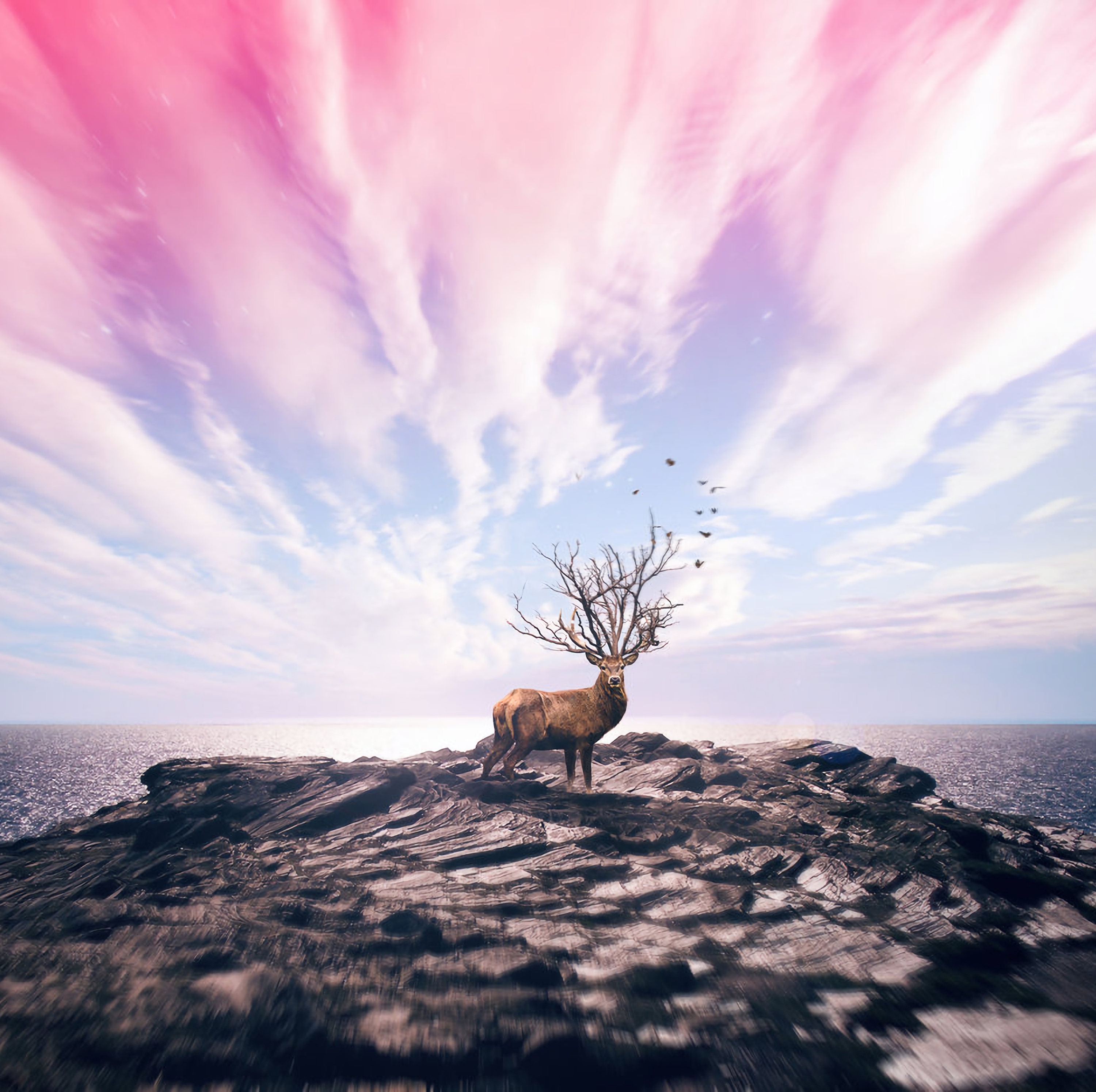 photoshop, art, deer, sky, sea, shore, bank Full HD