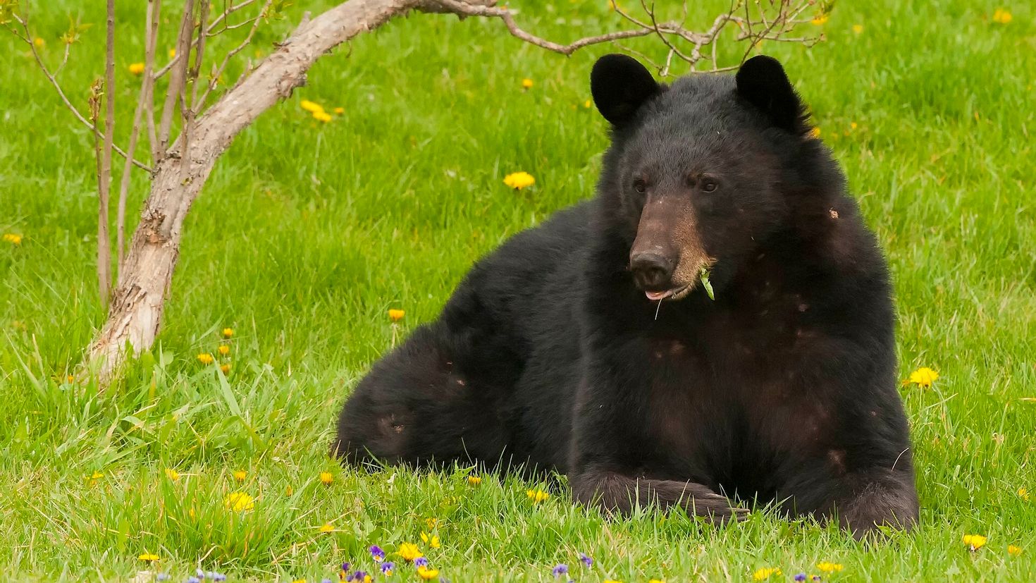 Just bear. Барибал медведь. Черный медведь. Черный медведь фото. Медведь сидит.