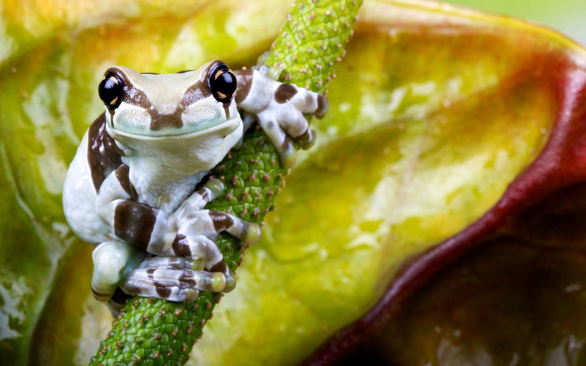 animals, flower, sit, small, petite, frog Image for desktop