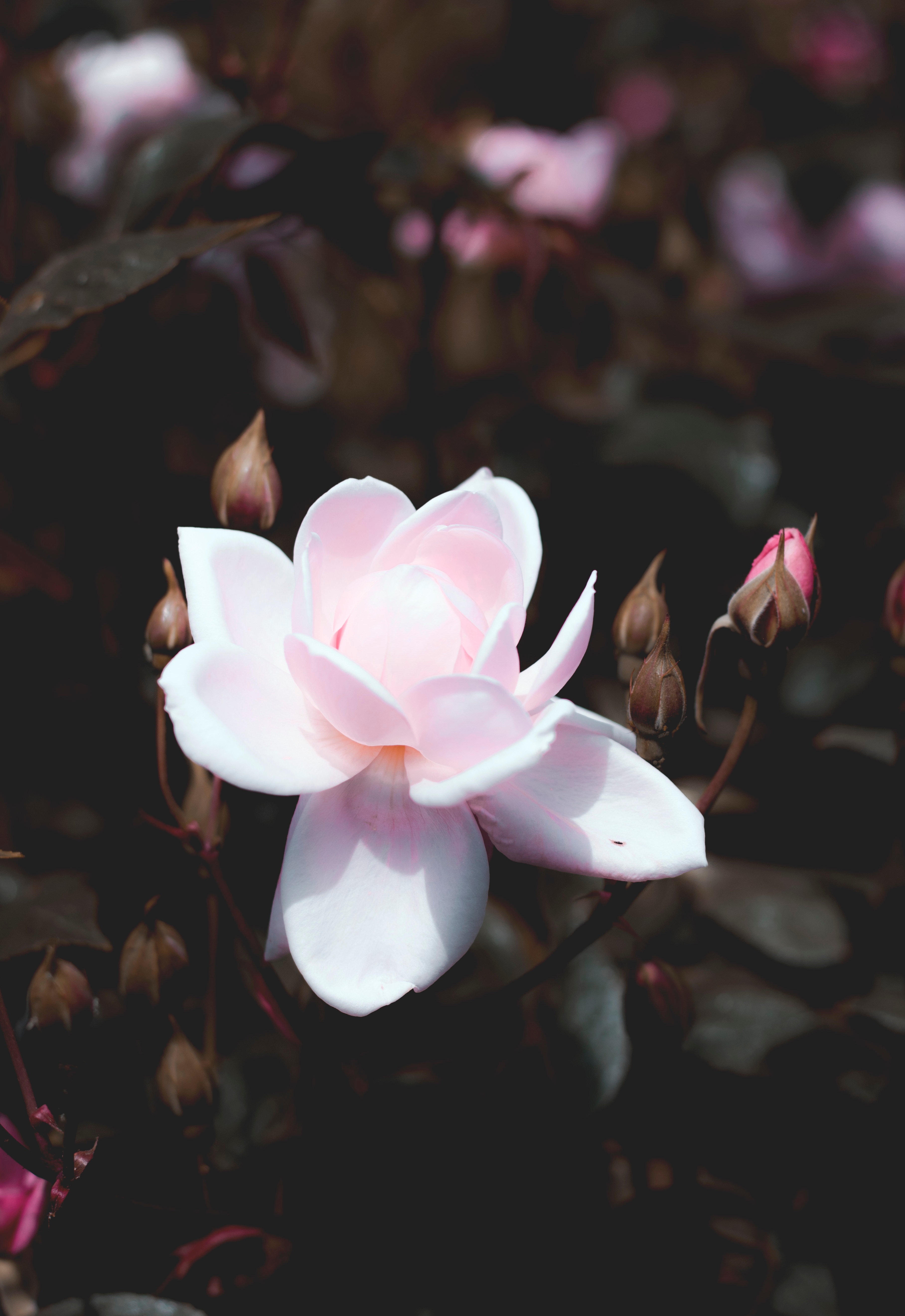 無料モバイル壁紙花びら, つぼみ, 蕾, 咲く, フラワーズ, バラの花, ブッシュ, 開花, 薔薇, ピンクをダウンロードします。