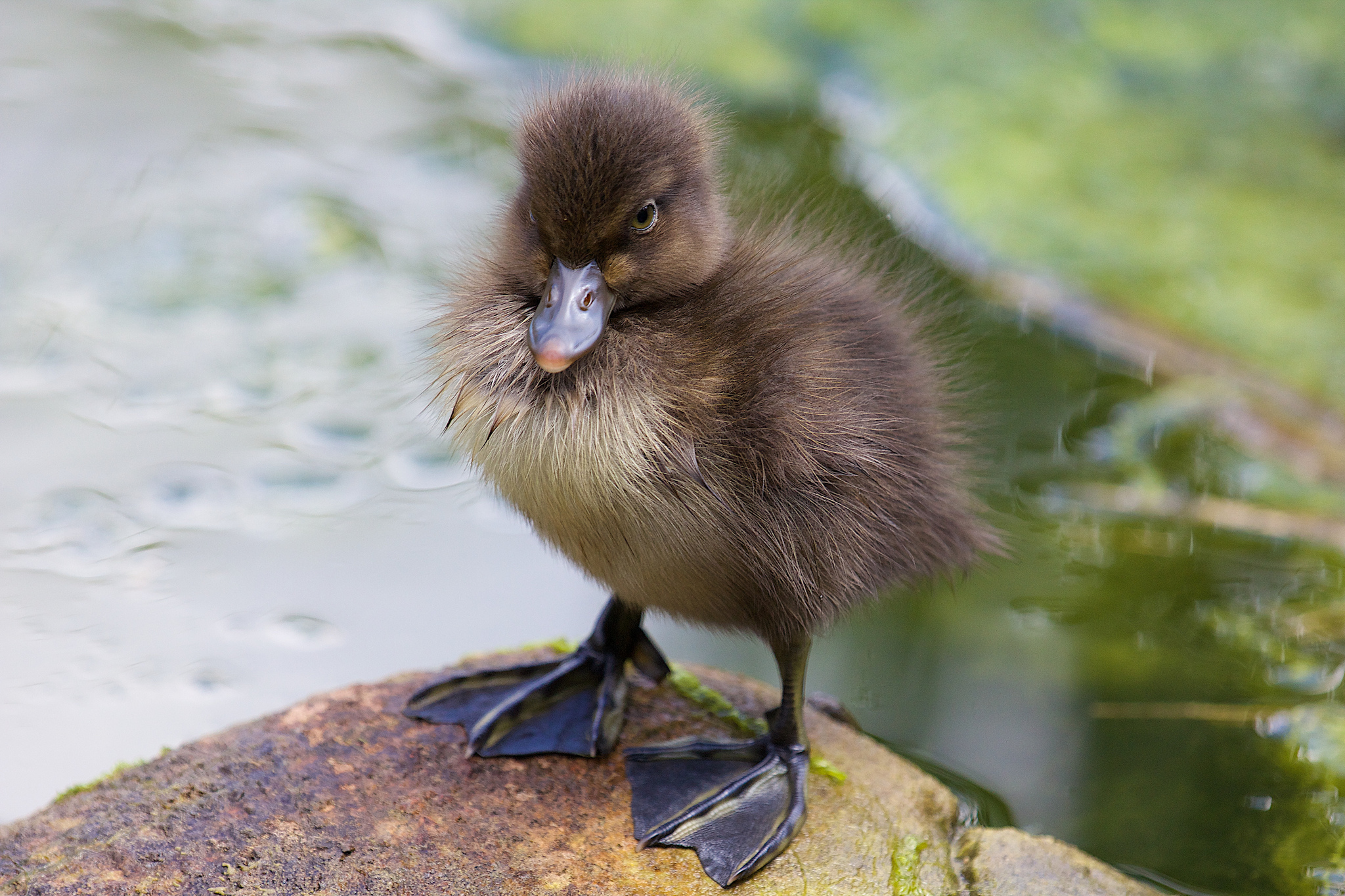 Download mobile wallpaper Kid, Paws, Duckling, Tot, Animals for free.