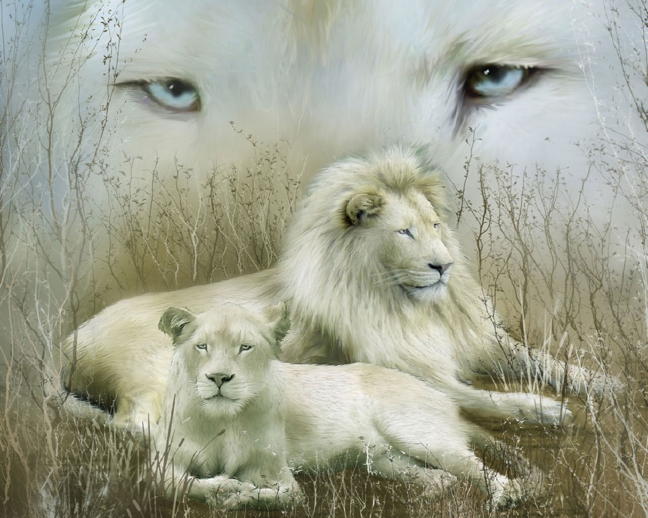 white lion  Lion images Lion pictures White lion