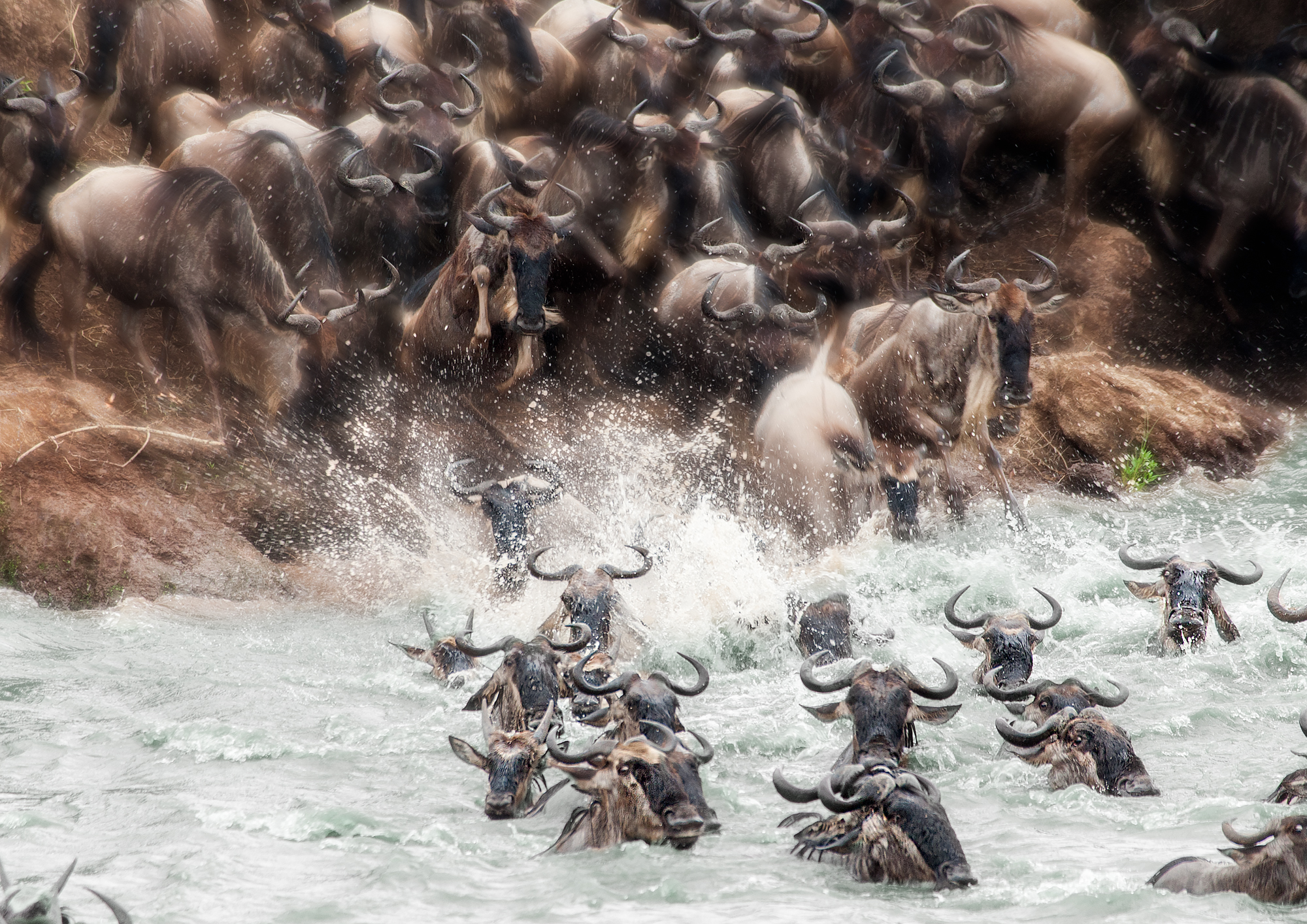 animal, wildebeest, antelope, water