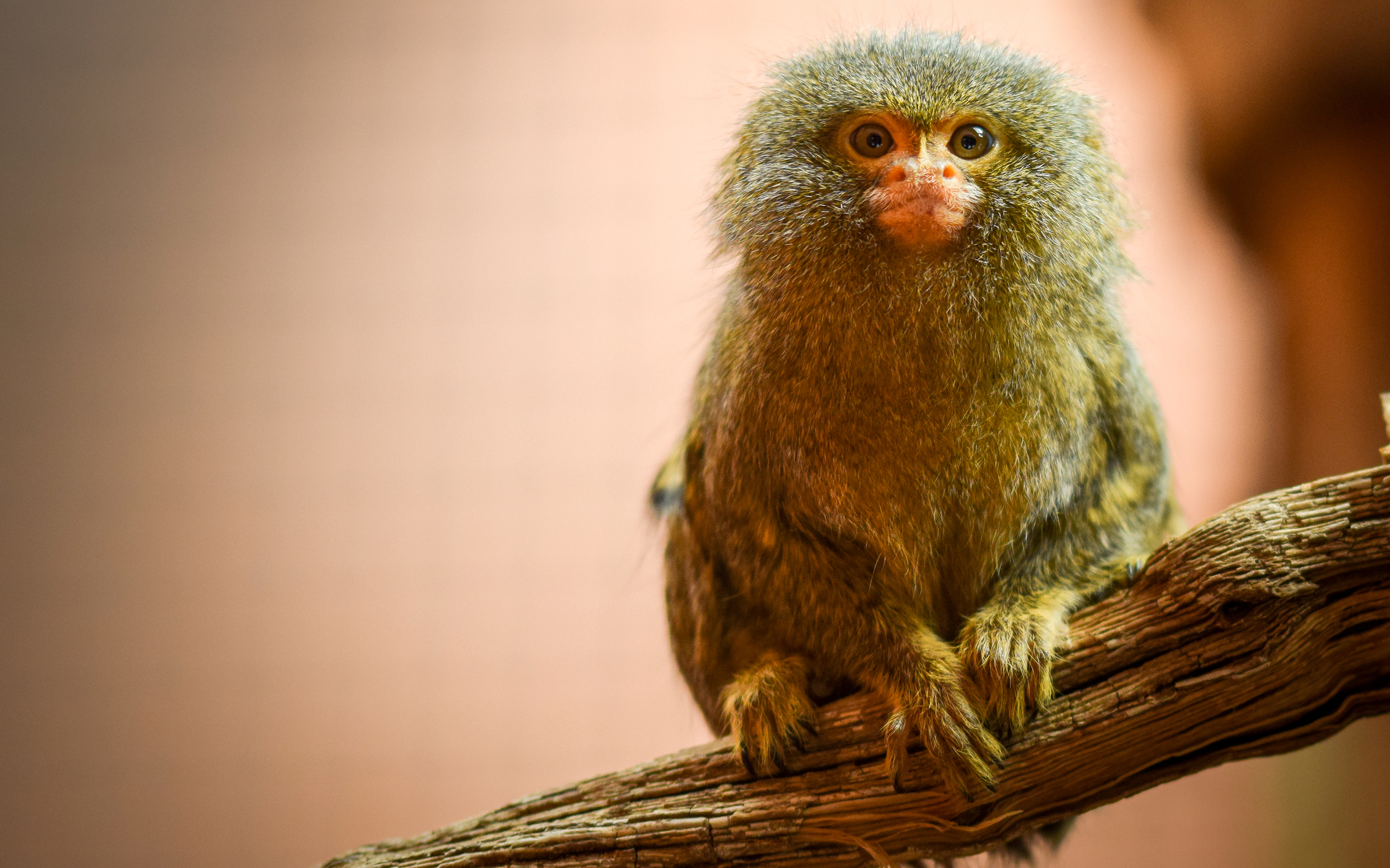 Marmoset Tablet HD picture