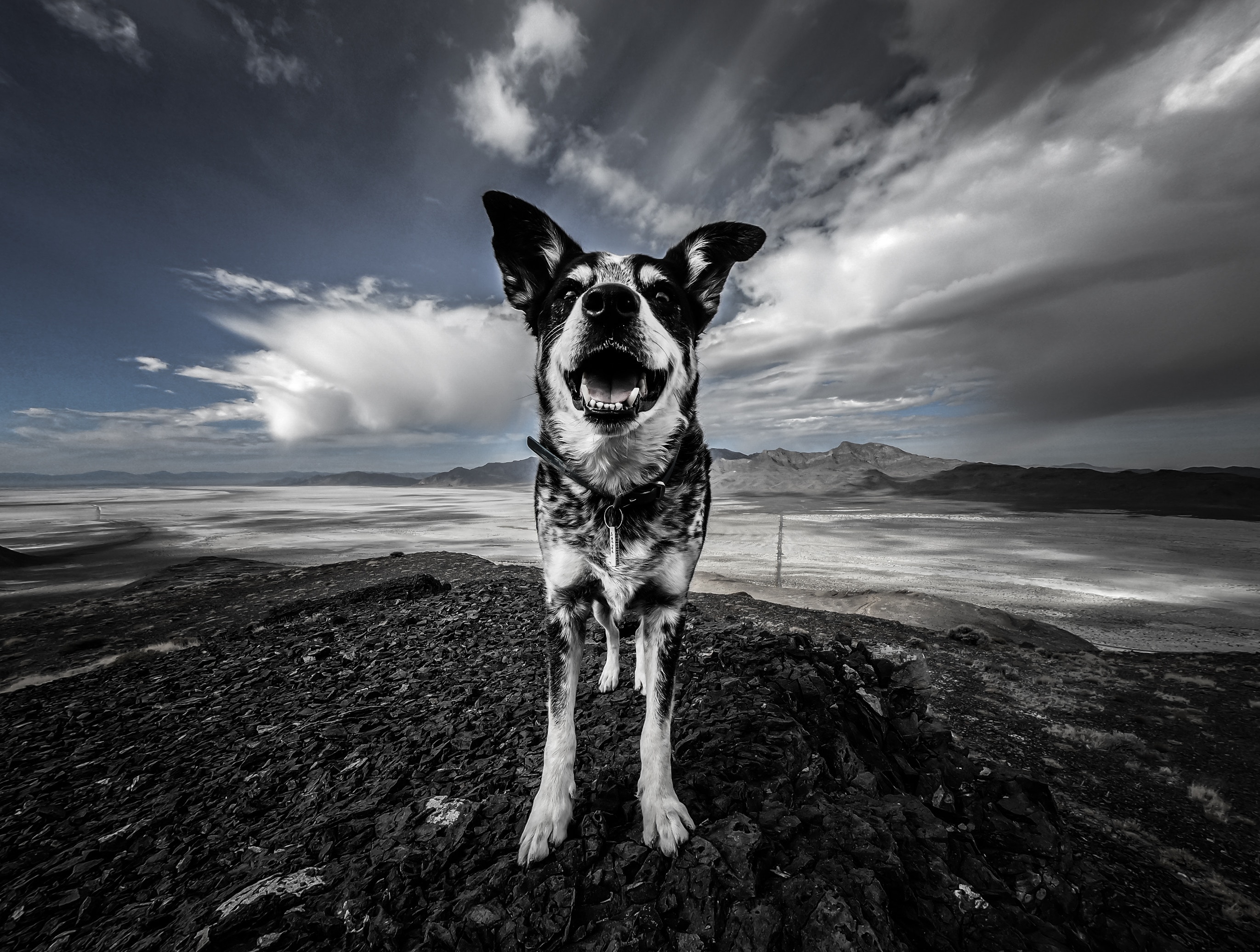 spotted, animals, mountains, dog, spotty UHD