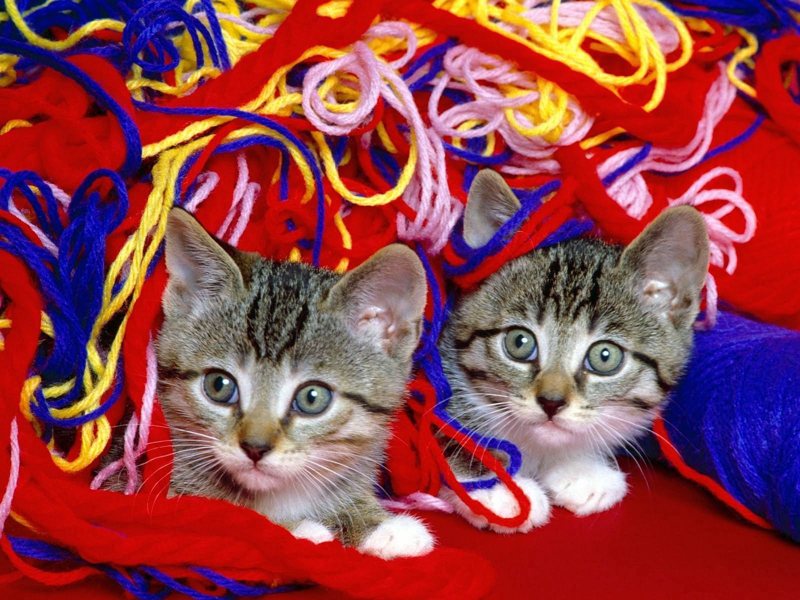animals, couple, pair, threads, thread, kittens, look HD wallpaper