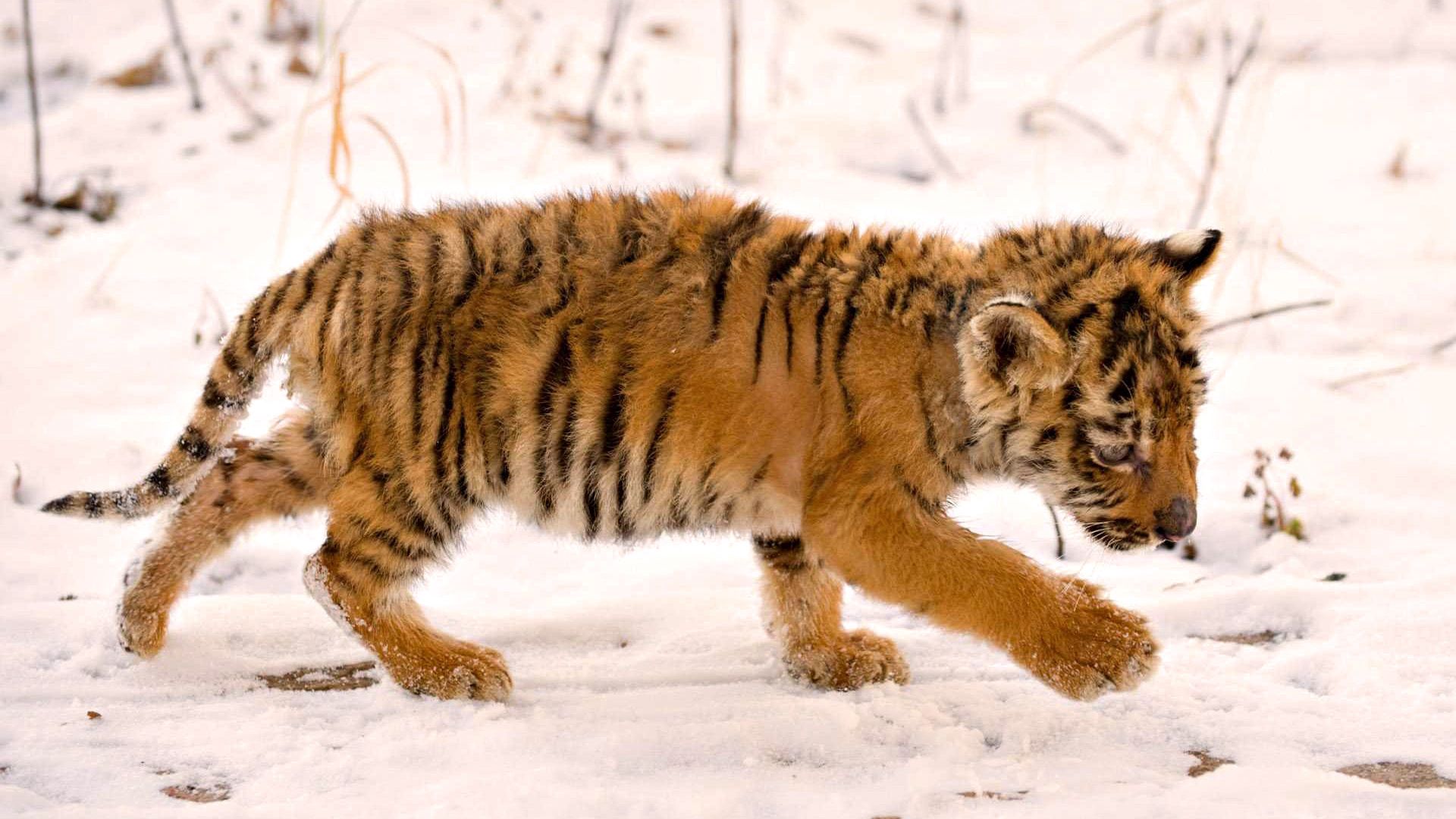 Laden Sie das Junge, Joey, Tigerjunges, Tiger, Tiere, Schnee-Bild kostenlos auf Ihren PC-Desktop herunter