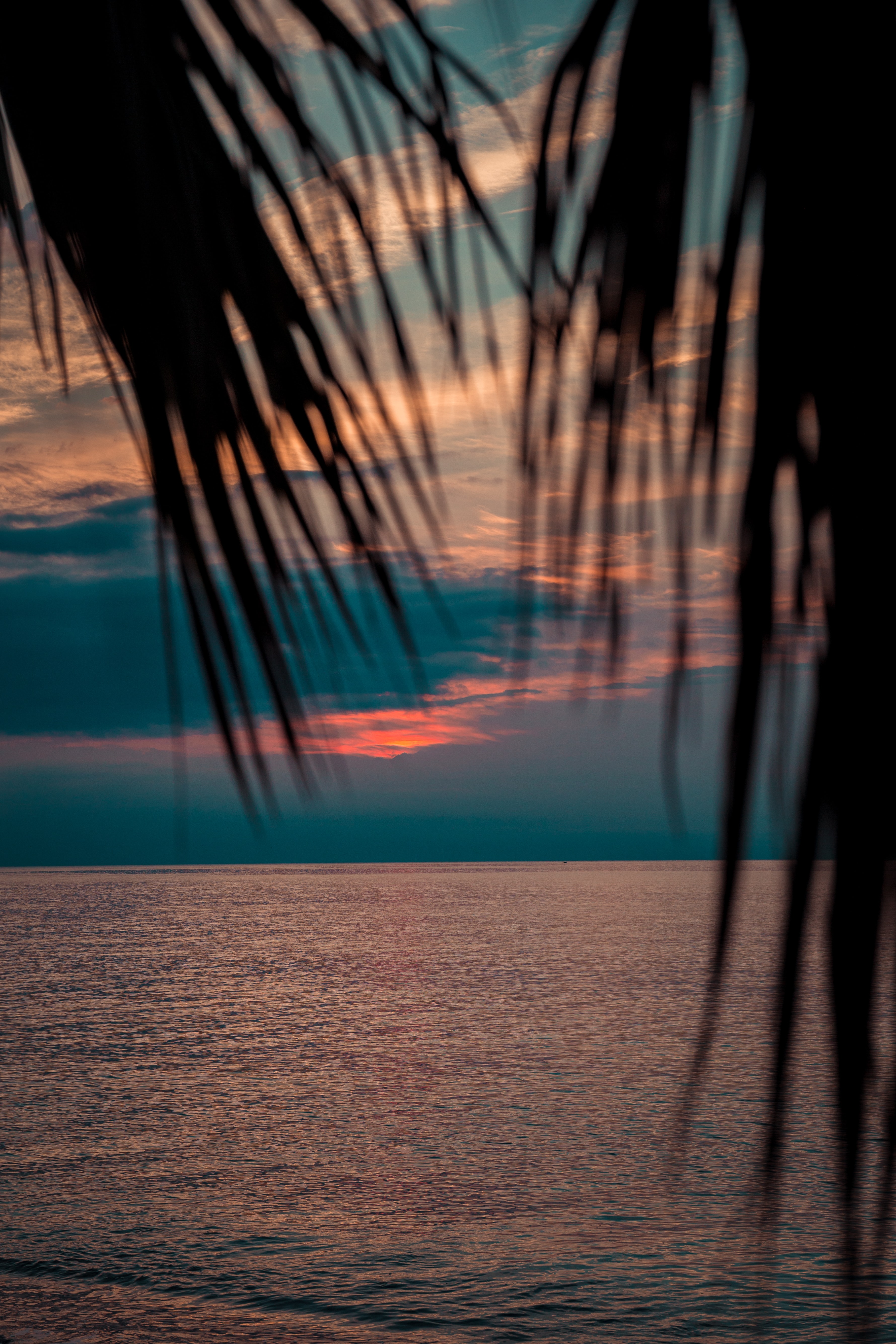 Free download wallpaper Sunset, Twilight, Branches, Dusk, Nature, Sea, Palms on your PC desktop