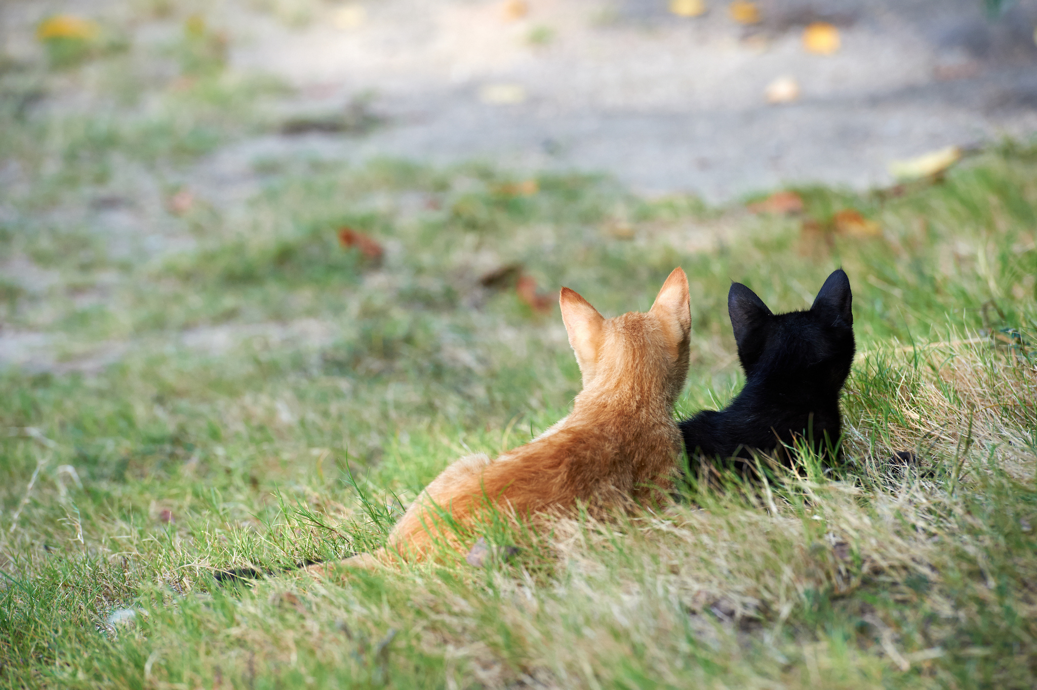 Рыжий кот и черная кошка
