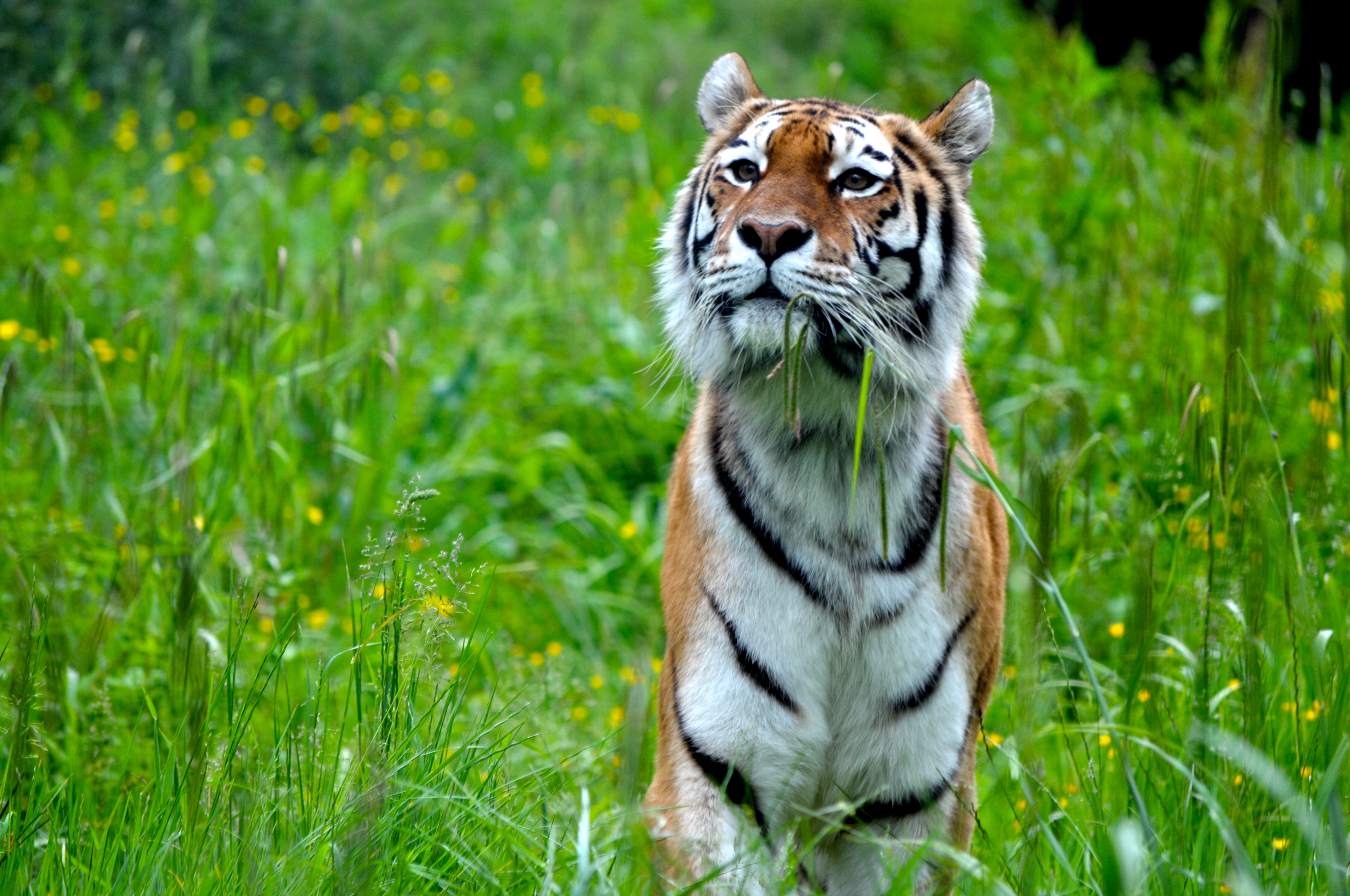 animals, predator, big cat, tiger, stripes, strips phone background