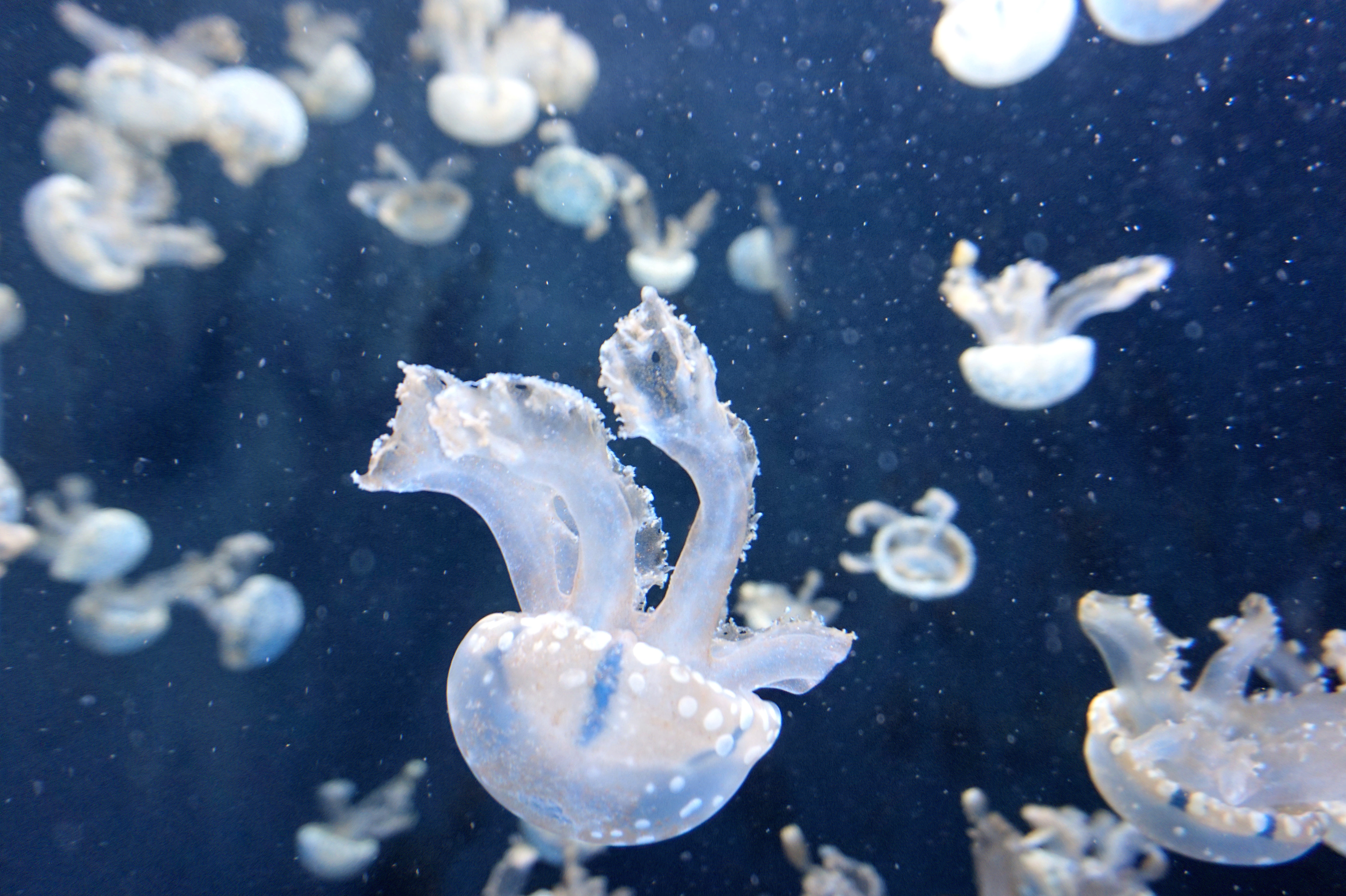 71971 скачать картинку подводный мир, природа, медузы, плавать, щупальцы - обои и заставки бесплатно
