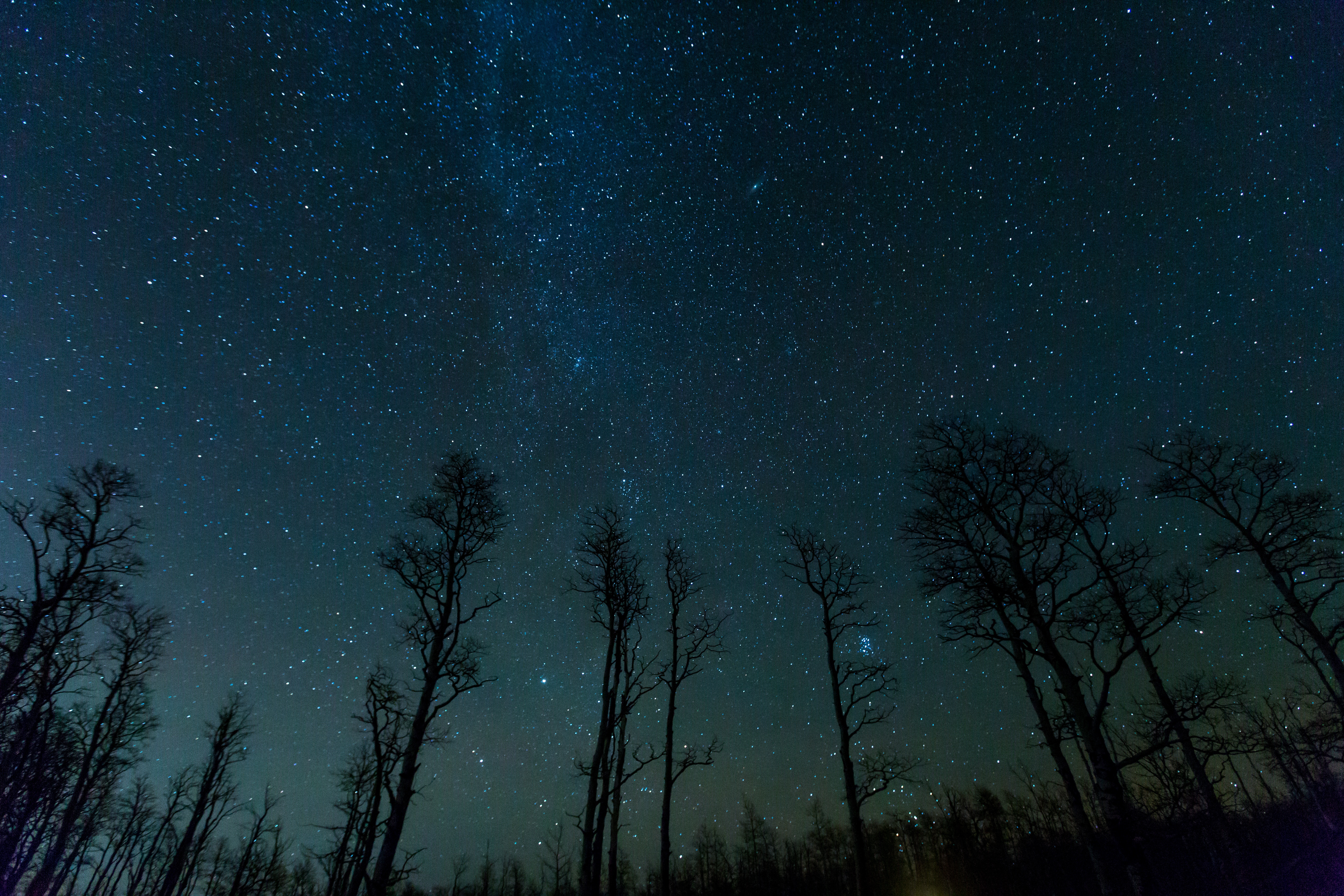 android stars, night, nature, trees, starry sky