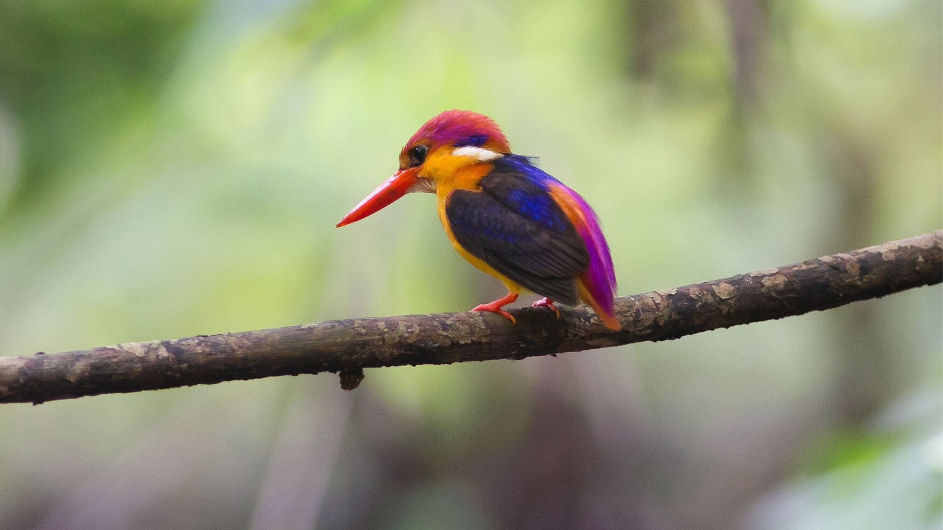 kingfisher, animal, birds cellphone