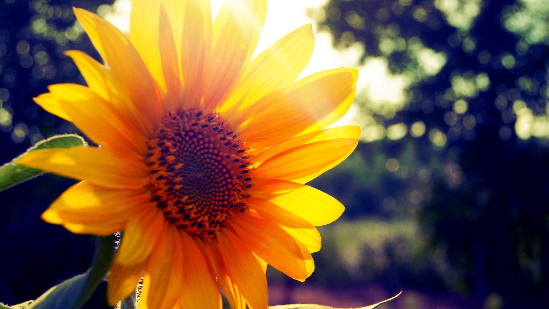 無料モバイル壁紙輝く, 花, 光, フラワーズ, 向日葵, ひまわりをダウンロードします。