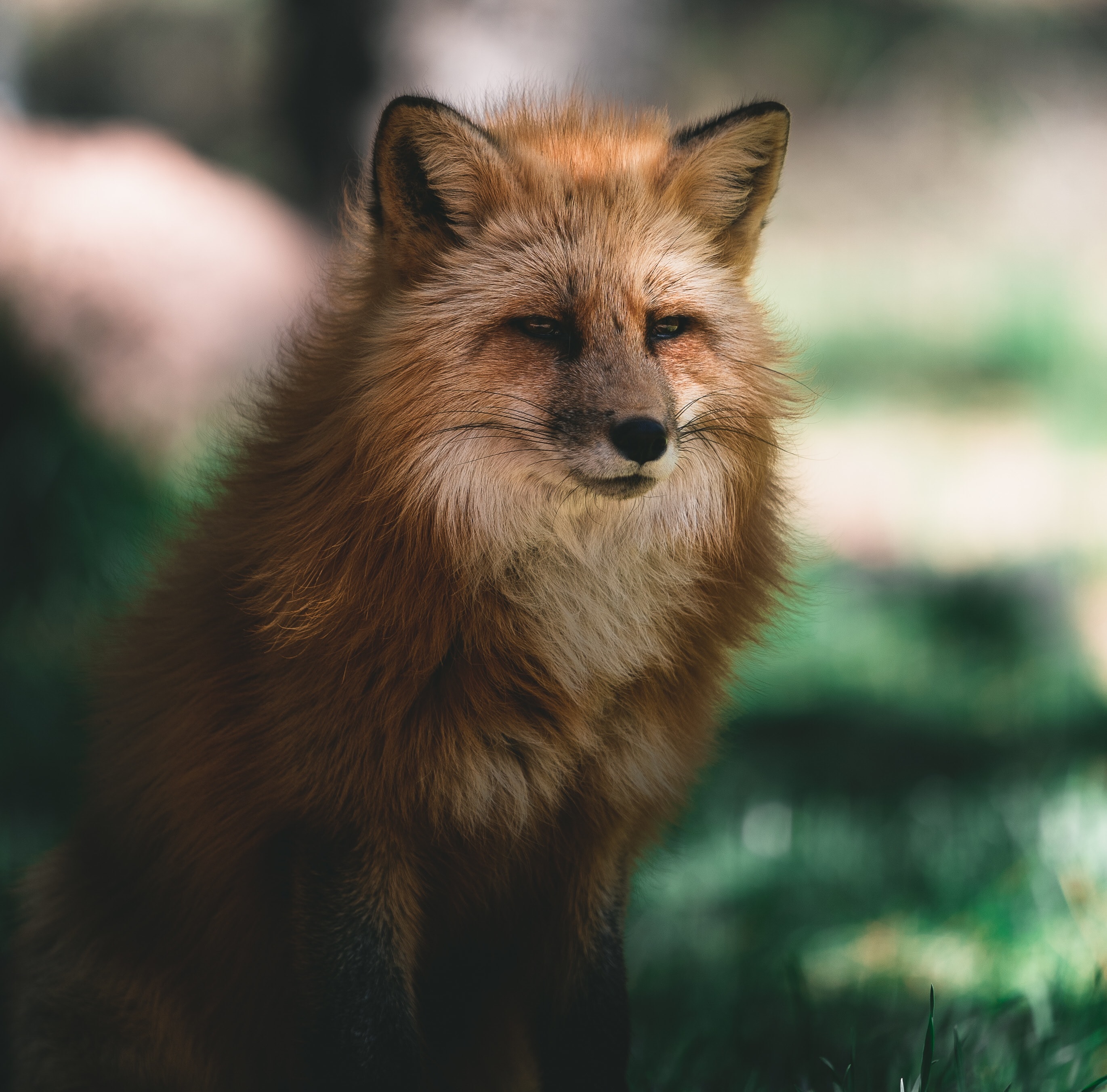 wallpapers animals, fox, fluffy, brown, sight, opinion, animal