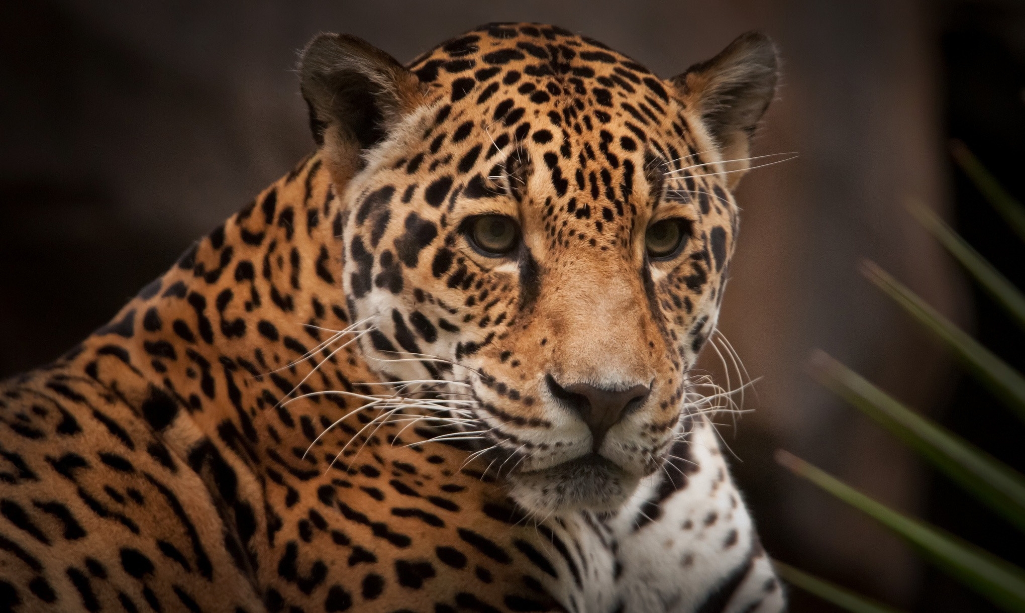animals, jaguar, predator, wild cat, wildcat phone background