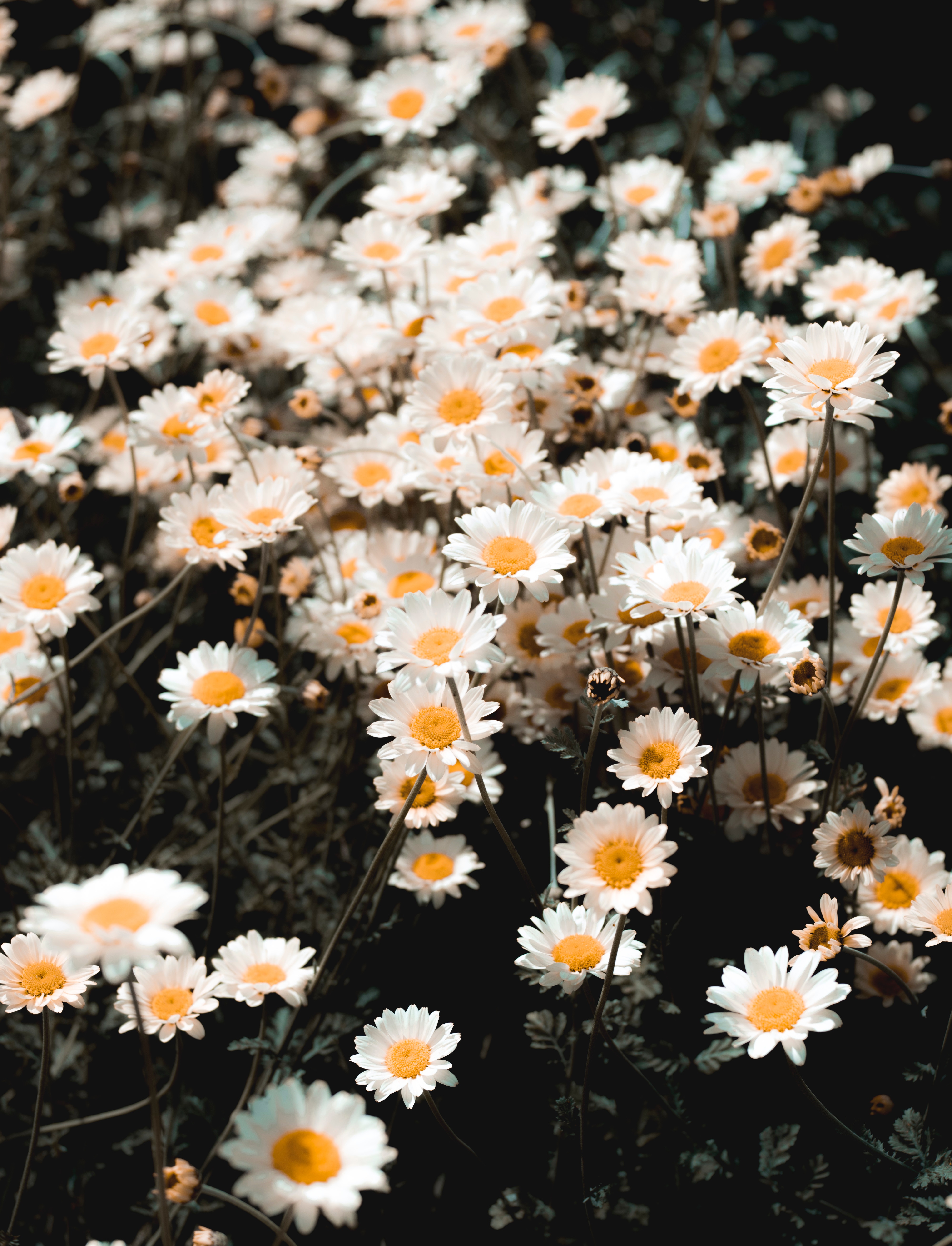 Laden Sie das Feld, Kamille, Blühen, Polyana, Blütenblätter, Glade, Blühenden, Blumen-Bild kostenlos auf Ihren PC-Desktop herunter
