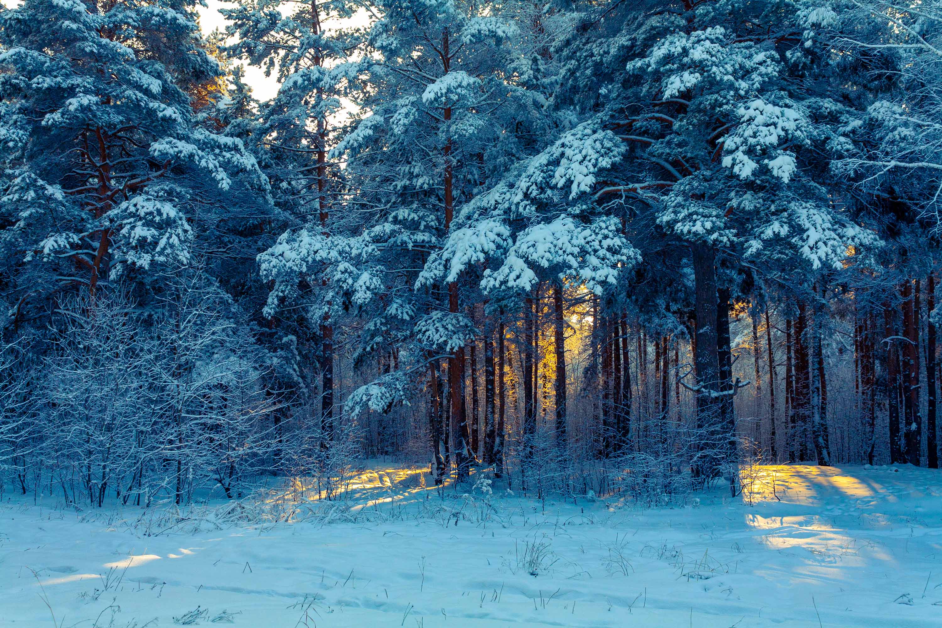 Заснеженный лес