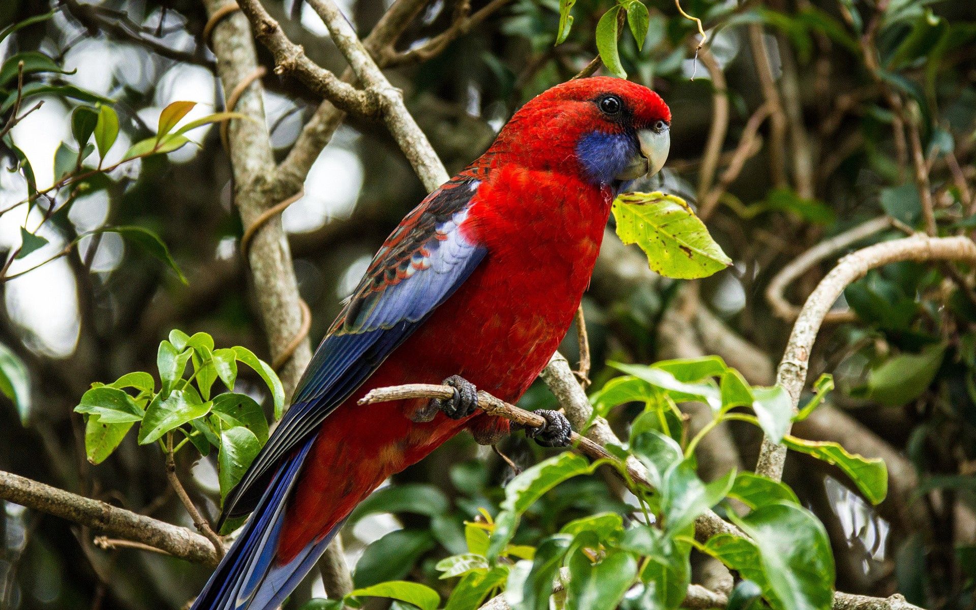 Free download wallpaper Animals, Beautiful, Branch, Bird, Parrots on your PC desktop