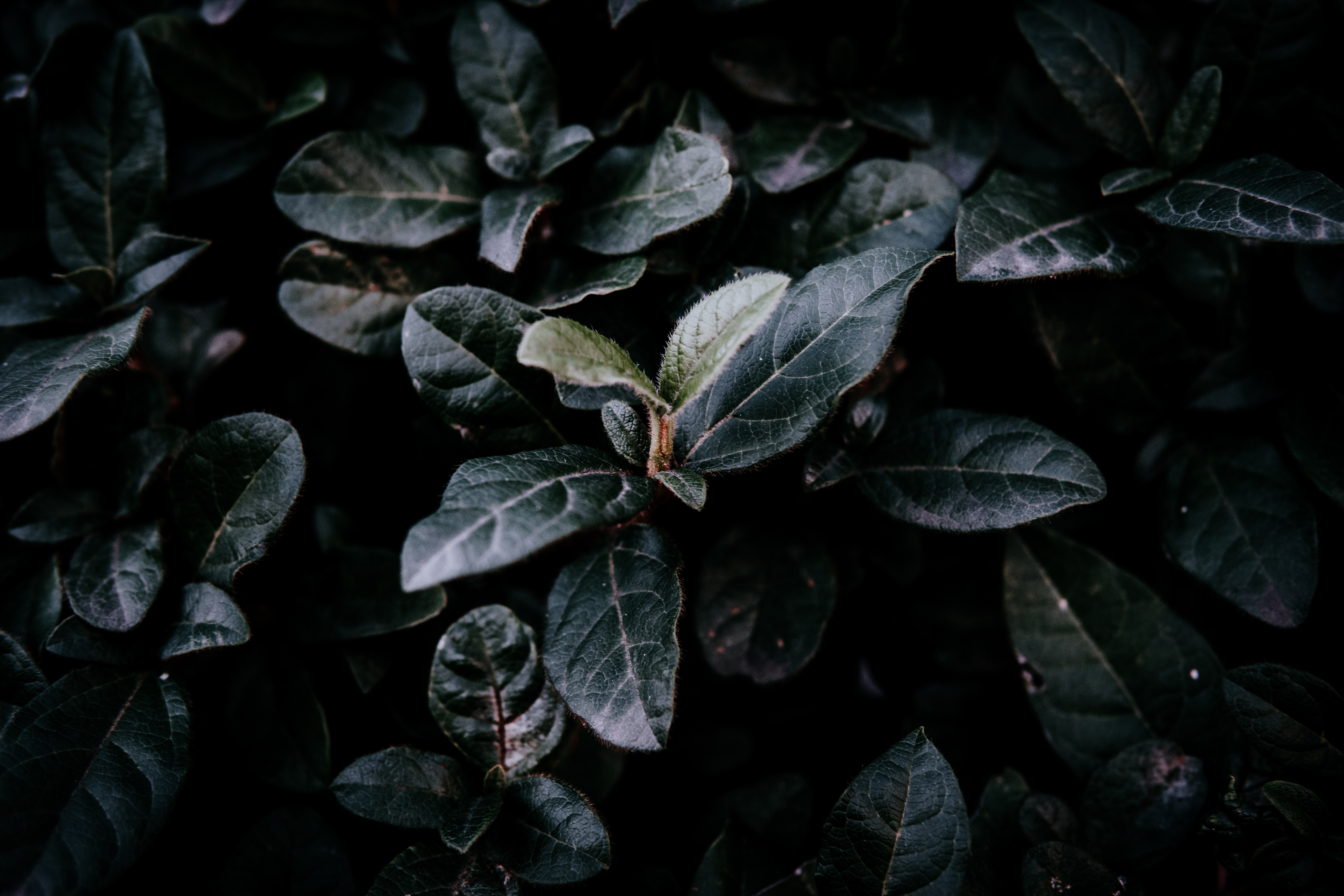 dark, foliage, leaves, bush, macro, branches desktop HD wallpaper