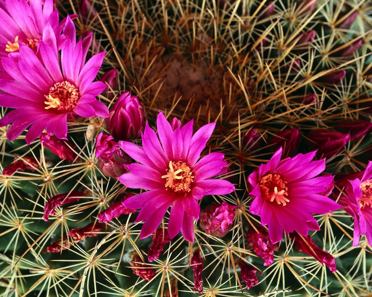 Download mobile wallpaper Cactuses, Plants, Flowers for free.