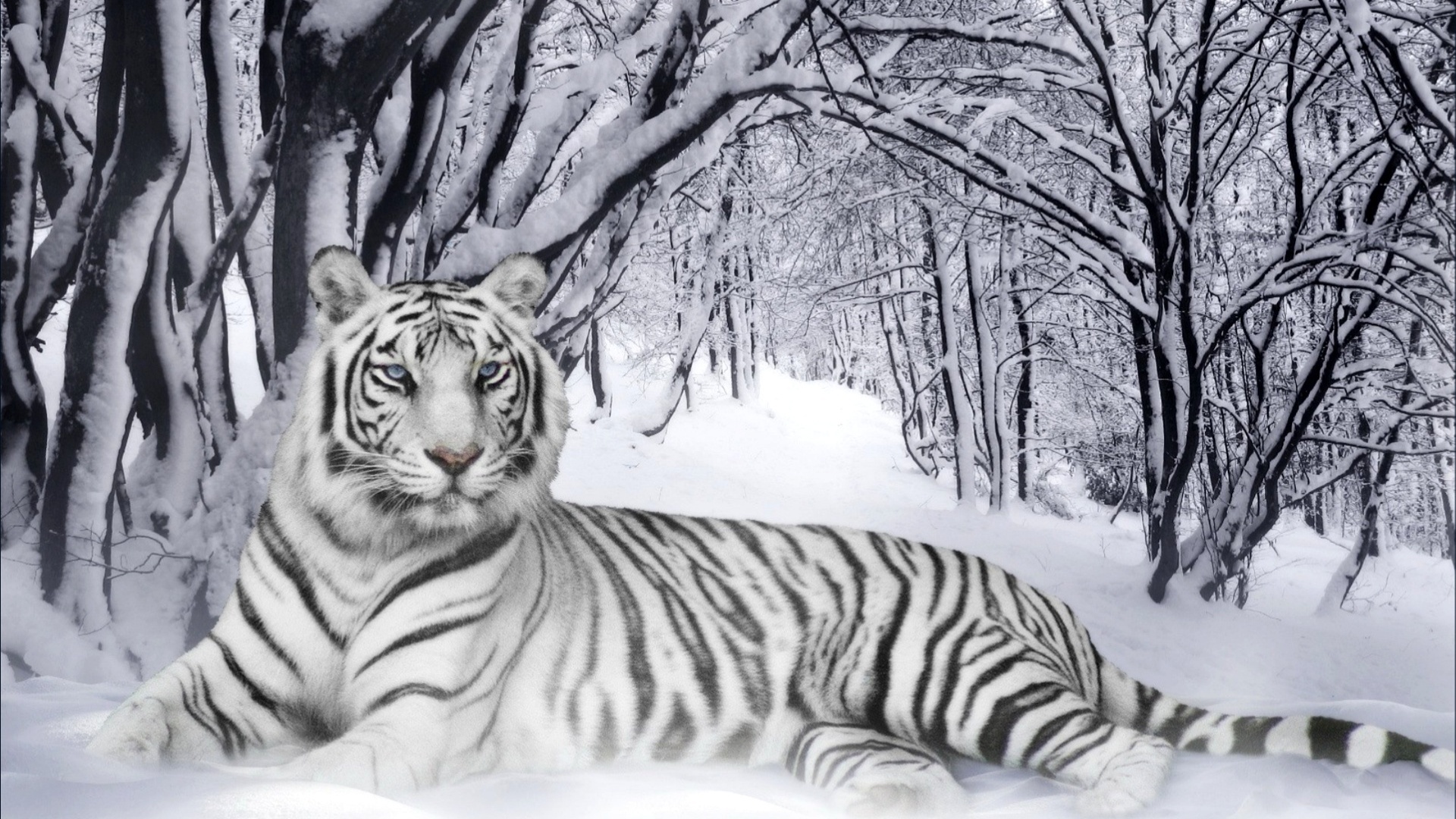308239 baixar papel de parede animais, tigre branco, gatos - protetores de tela e imagens gratuitamente