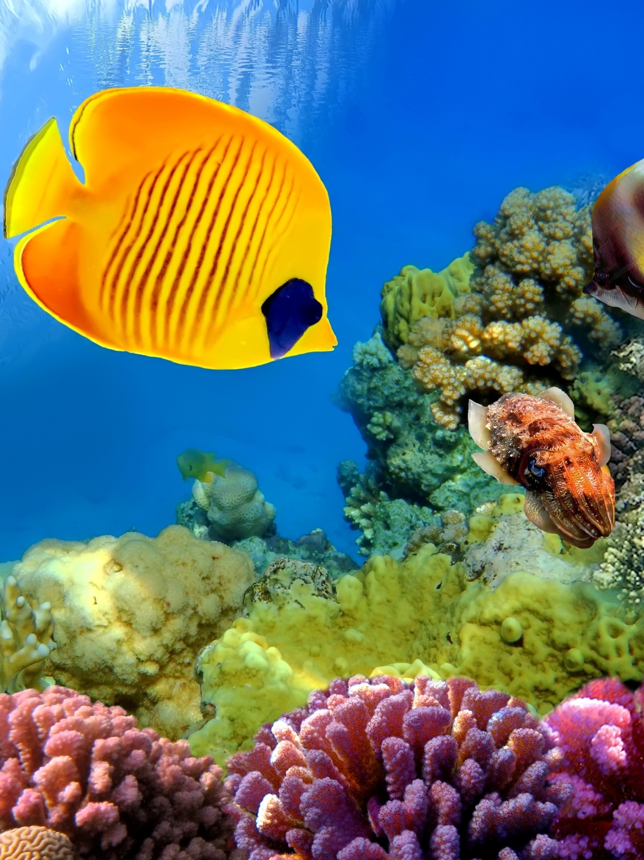 New Lock Screen Wallpapers animal, fish, coral reef, butterflyfish, underwater, fishes