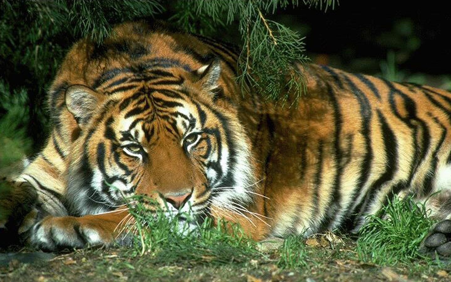 49686 Bild herunterladen tigers, tiere - Hintergrundbilder und Bildschirmschoner kostenlos