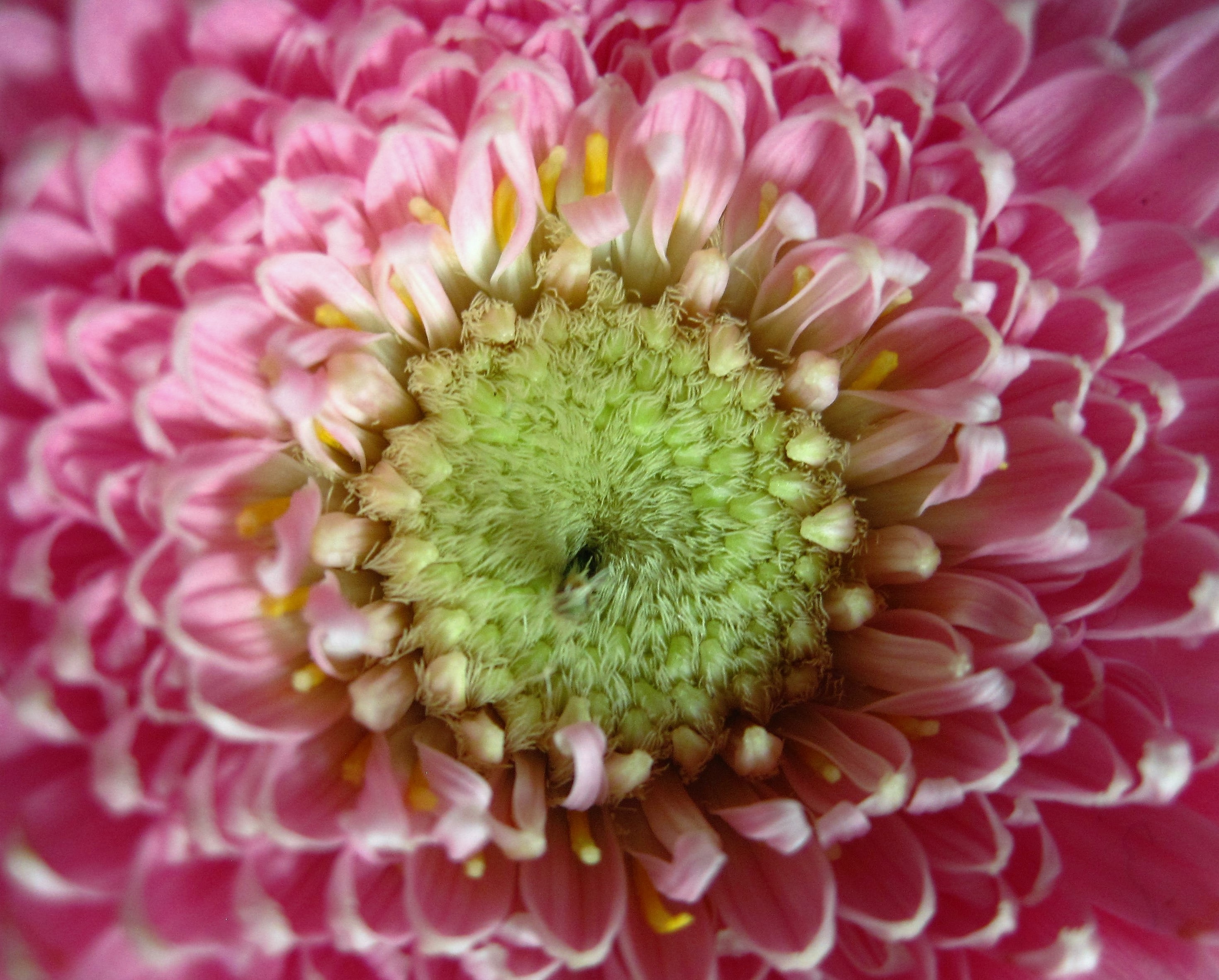 Laden Sie das Gerbera, Makro, Blume, Blütenblätter-Bild kostenlos auf Ihren PC-Desktop herunter