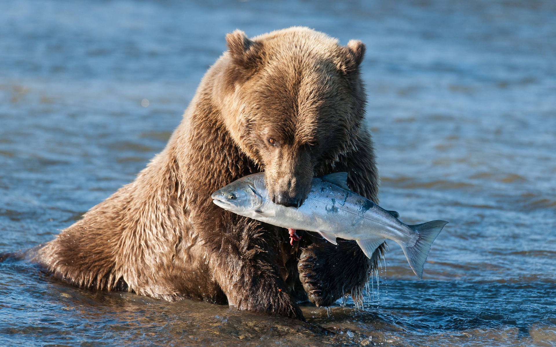 grizzly bear, animal, bears HD wallpaper