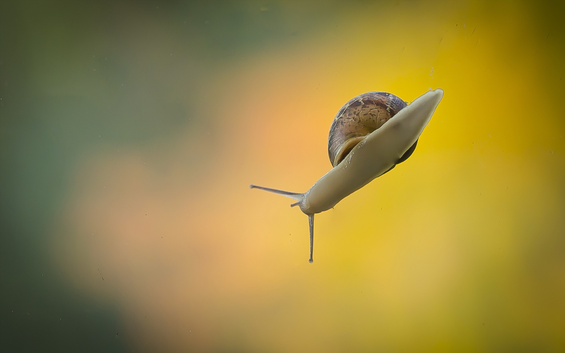 animal, snail