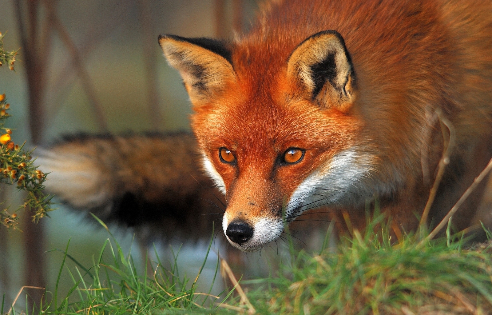 25250 Bild herunterladen tiere, fox - Hintergrundbilder und Bildschirmschoner kostenlos
