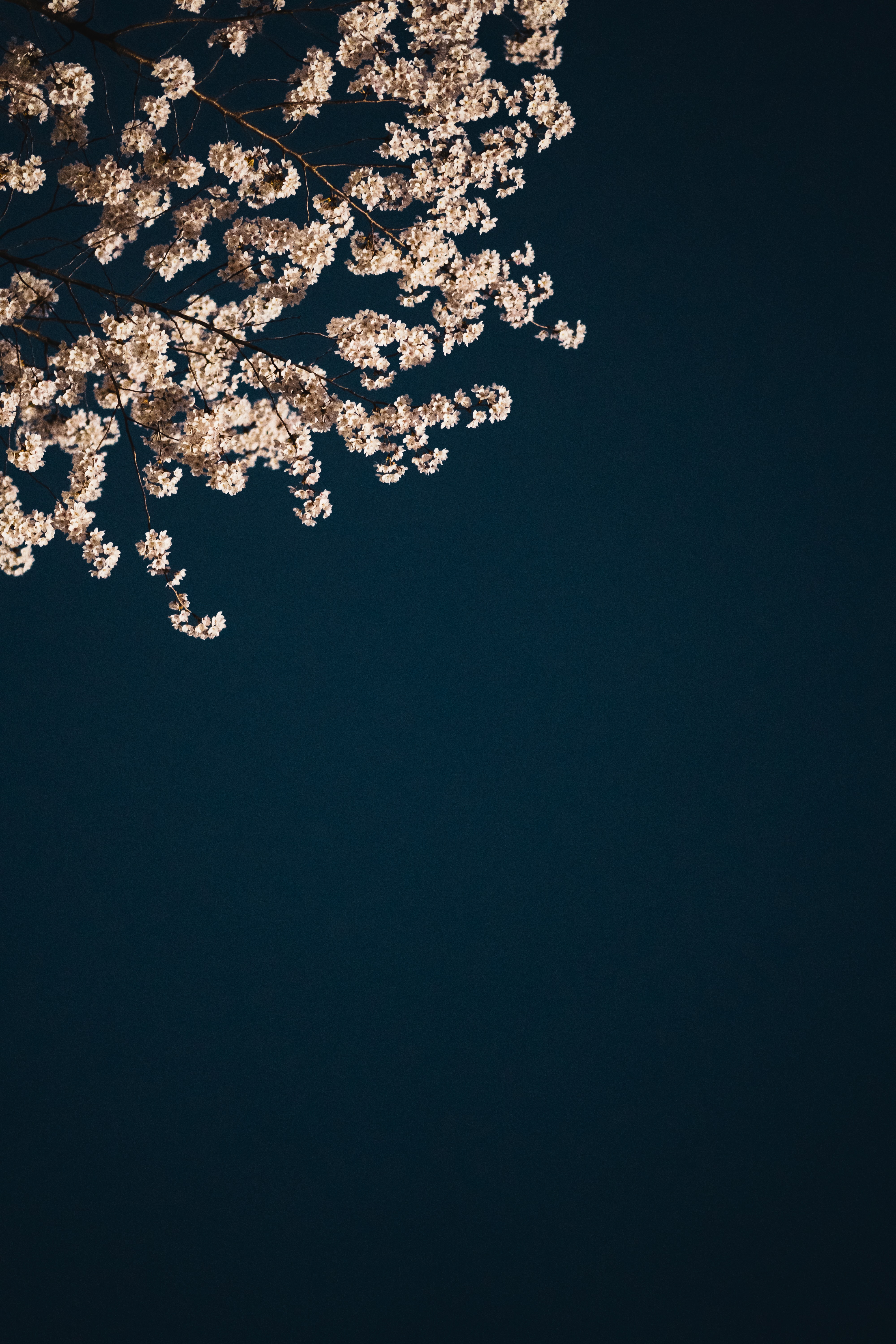 minimalism, flowers, sakura, aesthetics, branches 4K Ultra