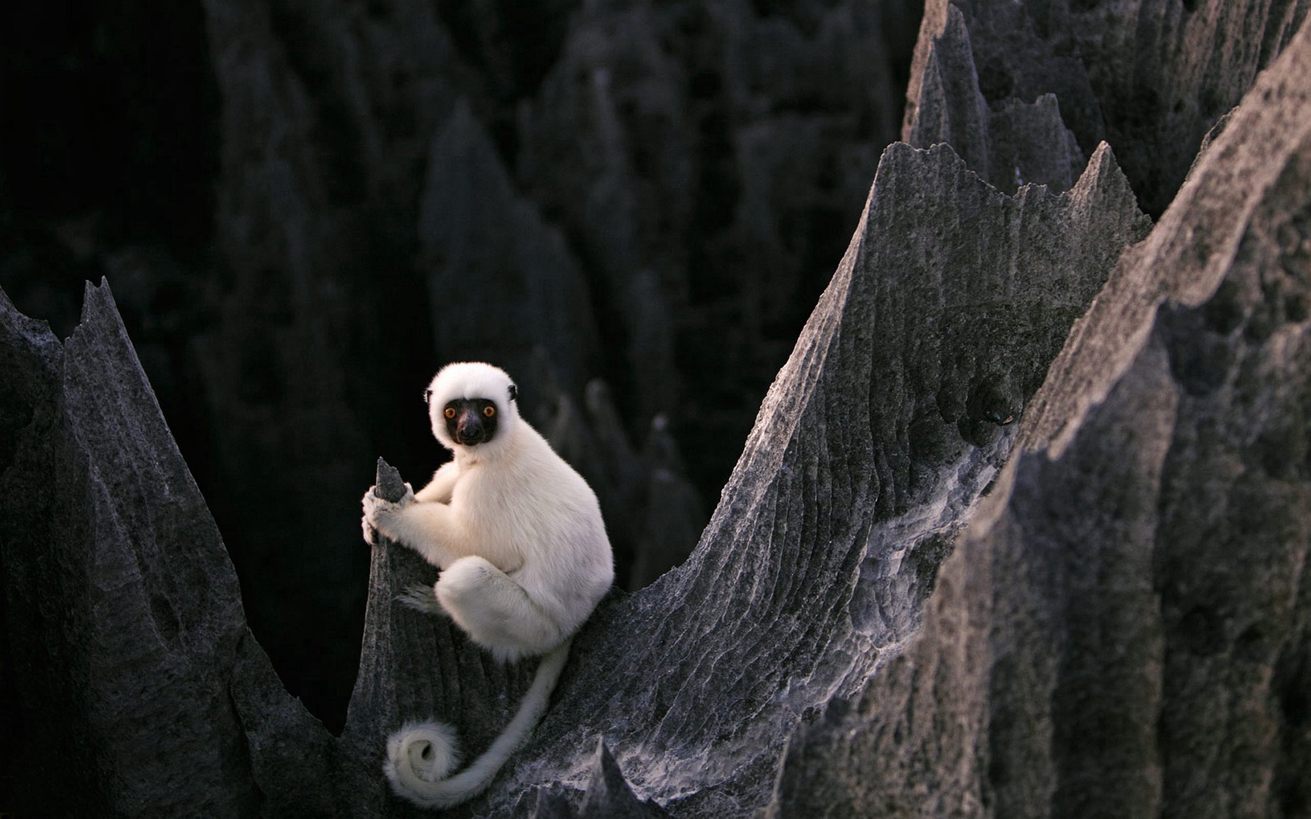 stones, animals, sit, lemur Image for desktop