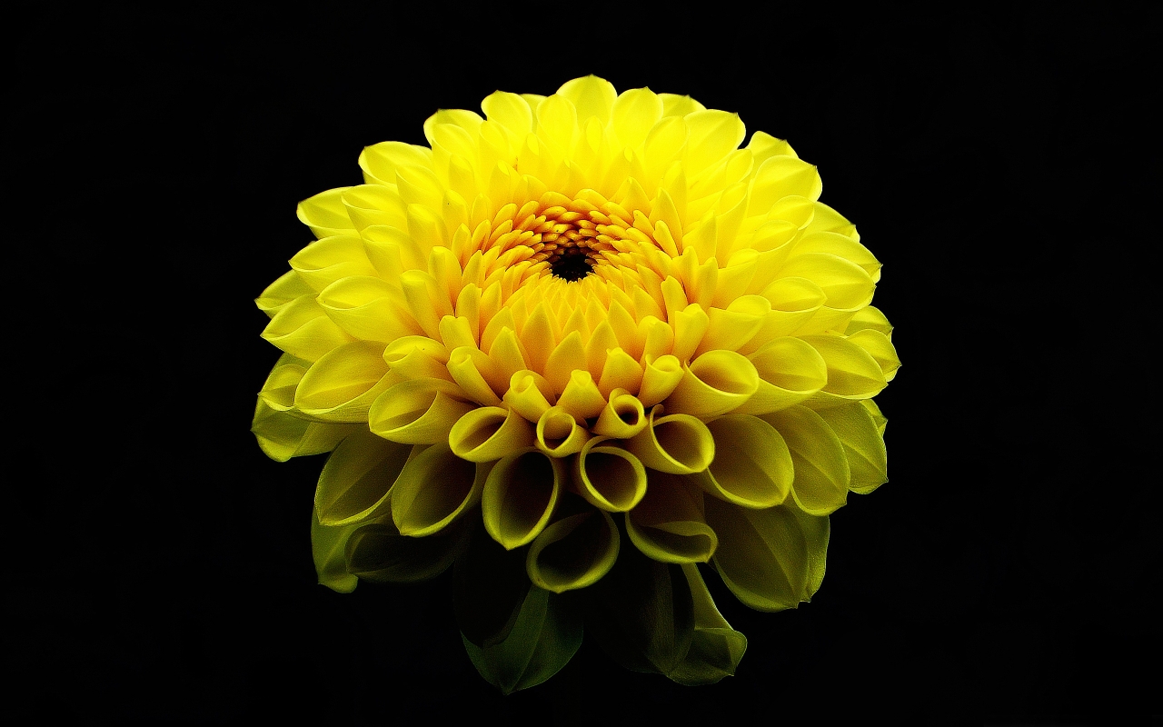 1461264 скачать картинку желтый цветок, земля/природа, георгин, цветок - обои и заставки бесплатно
