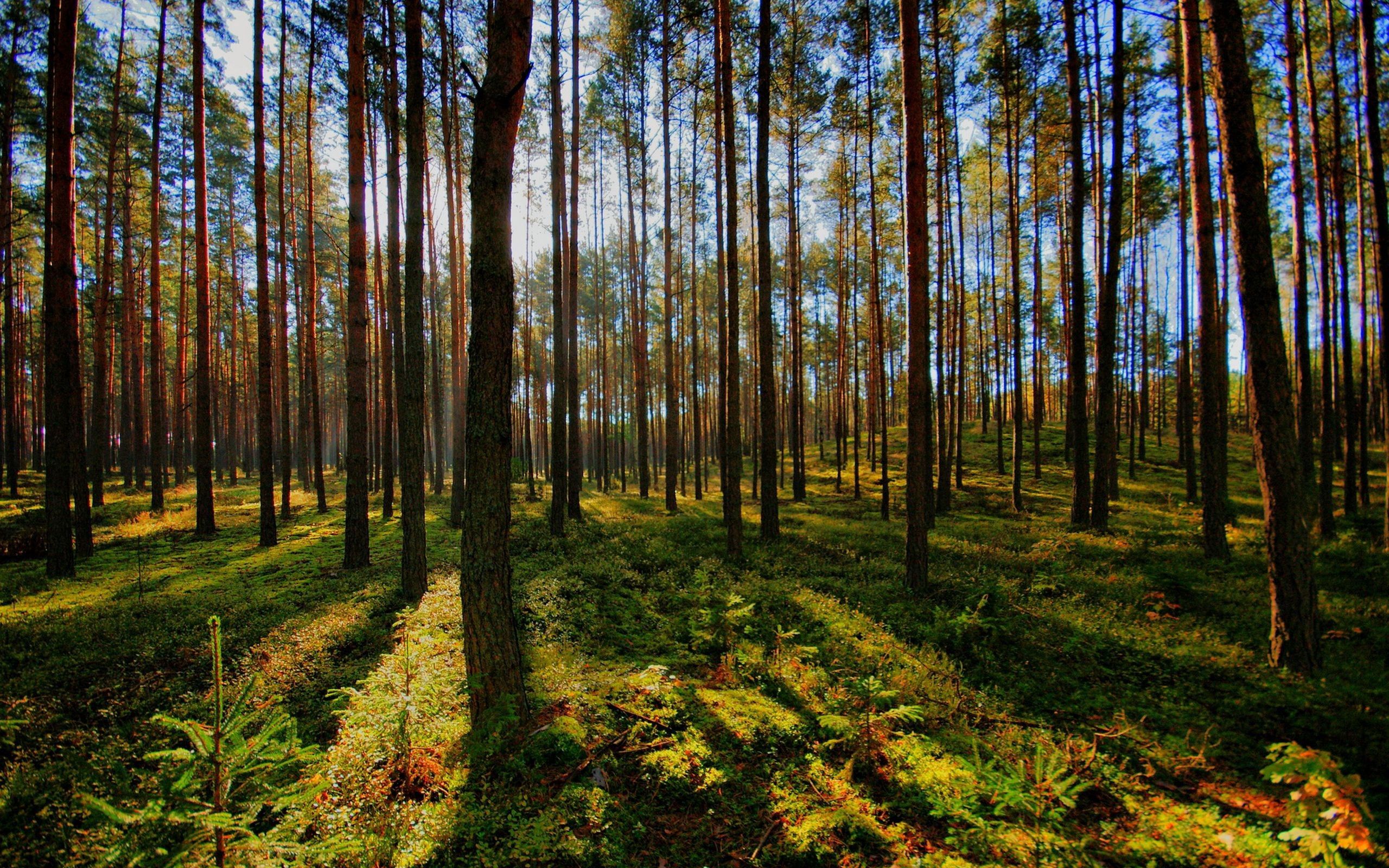 Free download wallpaper Trees, Shine, Shadow, Nature, Light, Forest on your PC desktop